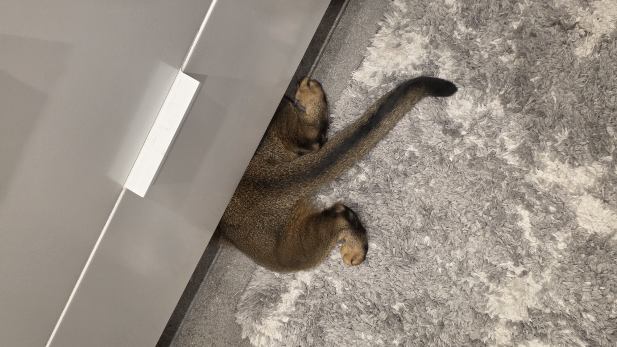 Cat documented in Saint Petersburg home during morning routine