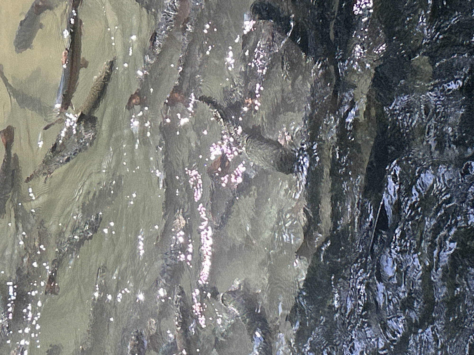 Fresh-caught trout at a Tokmok City fishing spot