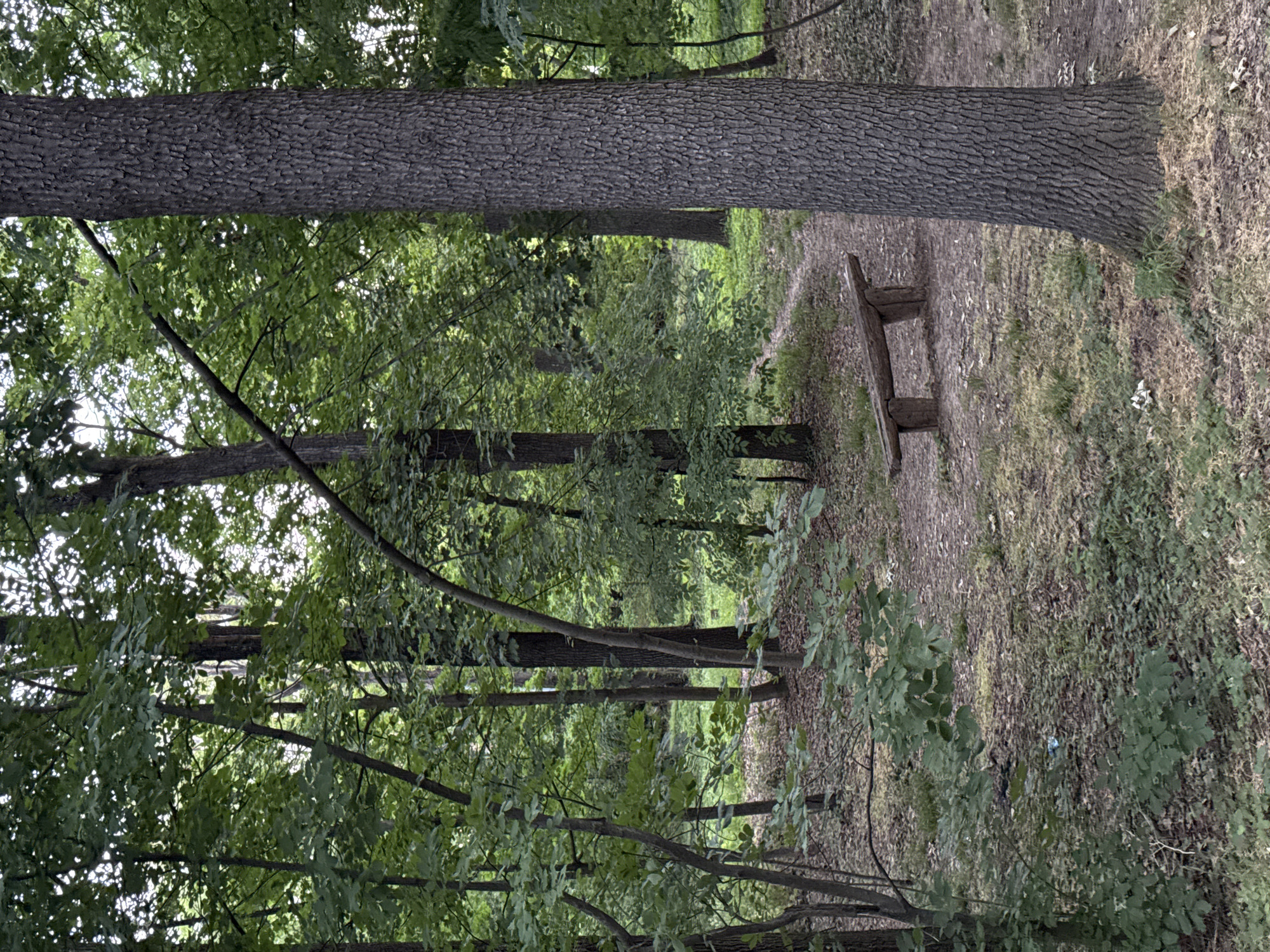 Early morning walk documented through Zvezdara park in Serbia