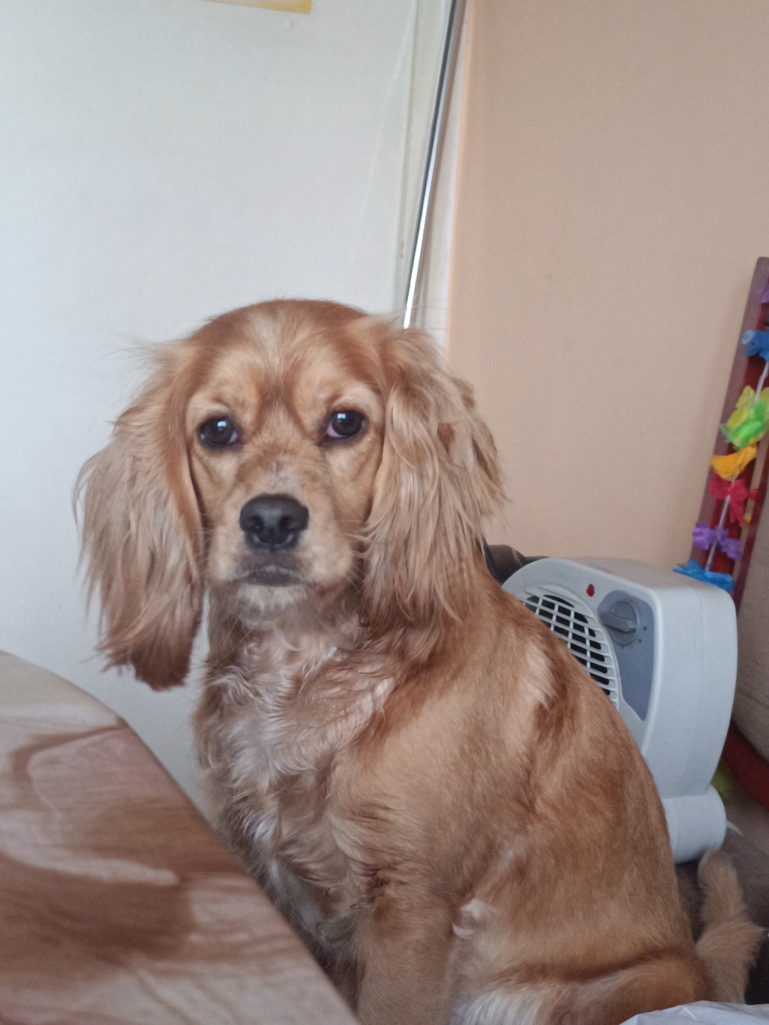 Cocker Spaniel captured in intimate home moments in Pleven