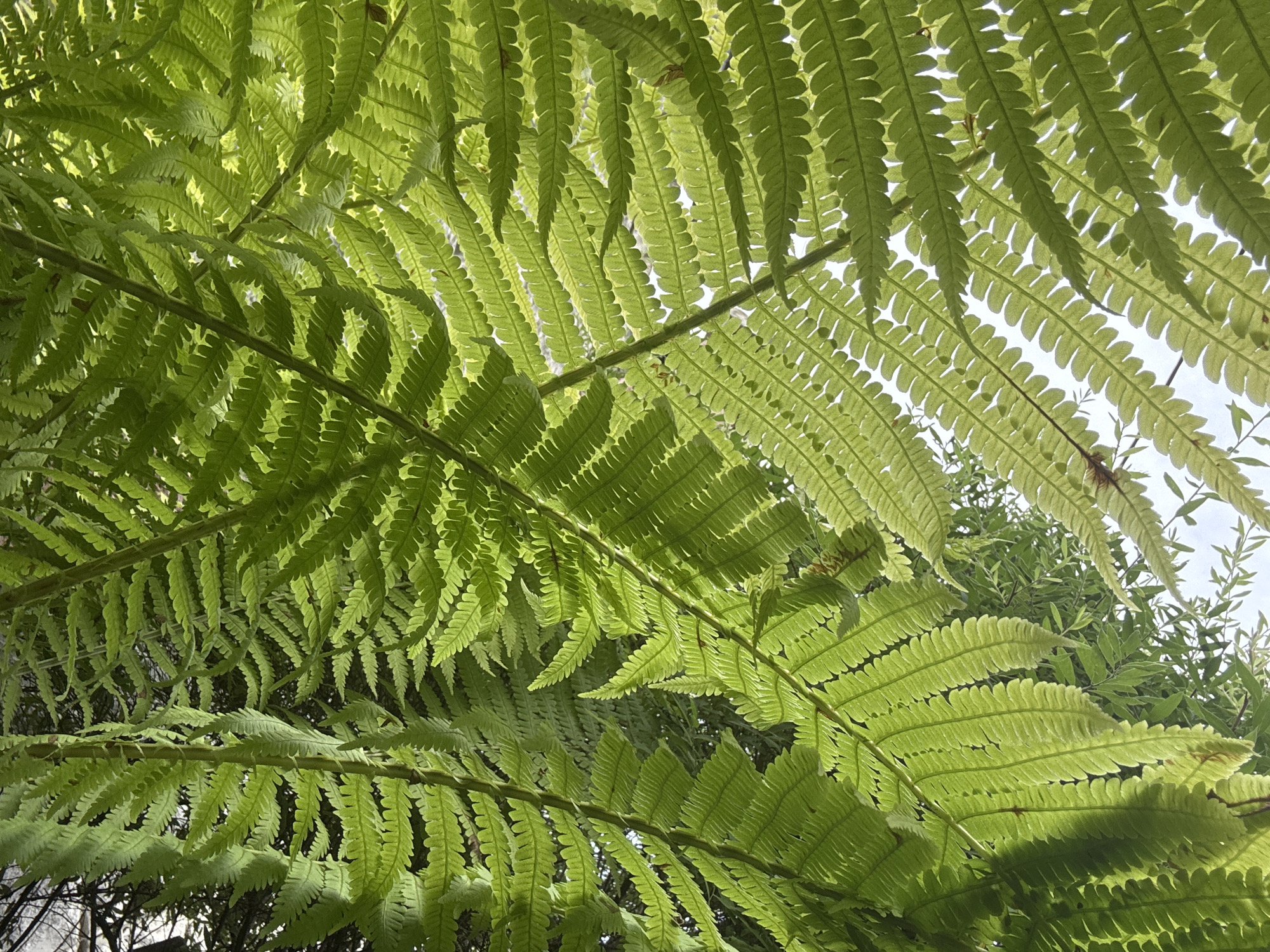 Sunlit ferns in close detail, Mansky forest floor