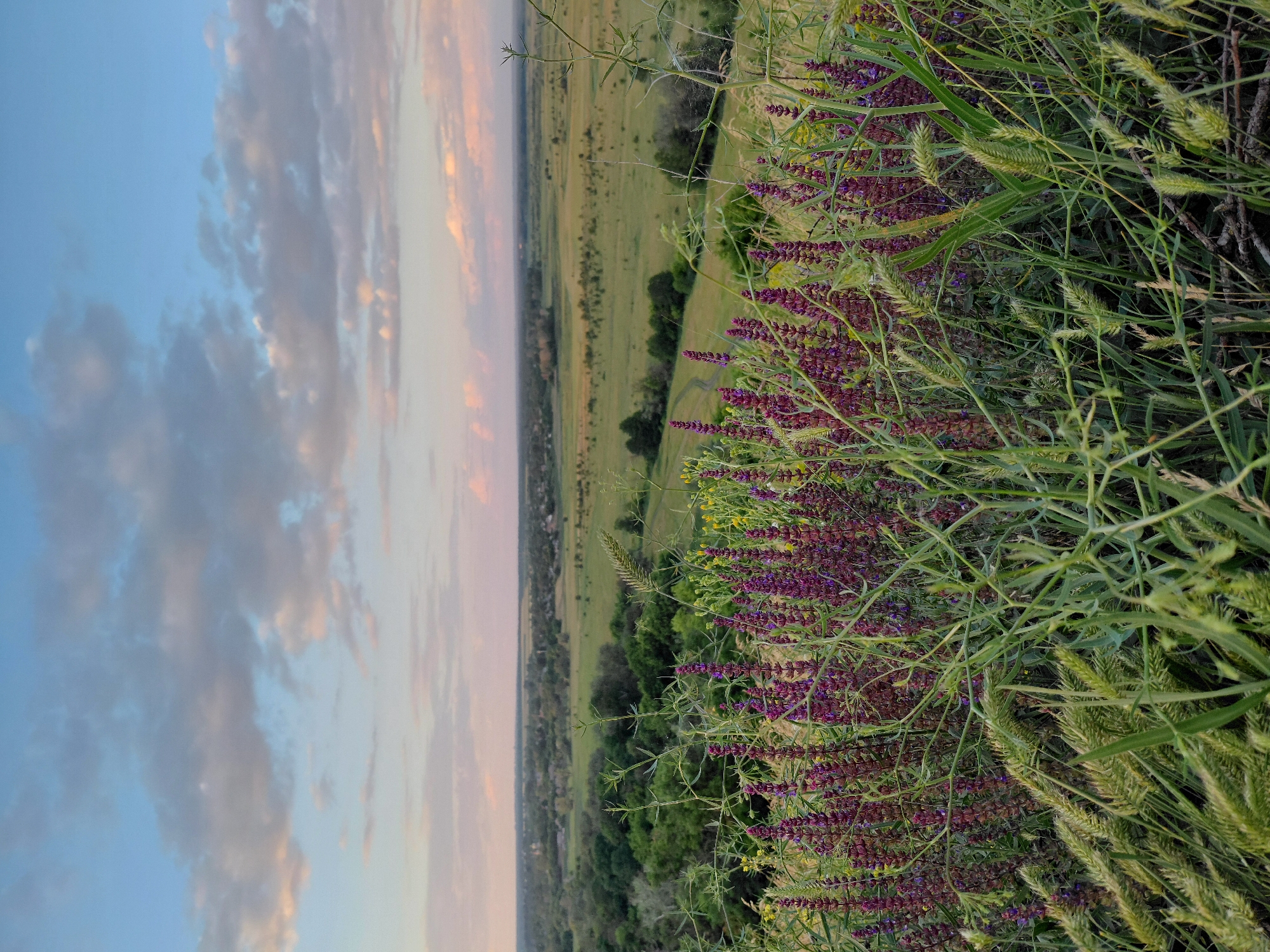 Sunset across rural fields, roads, and sunflowers at dusk