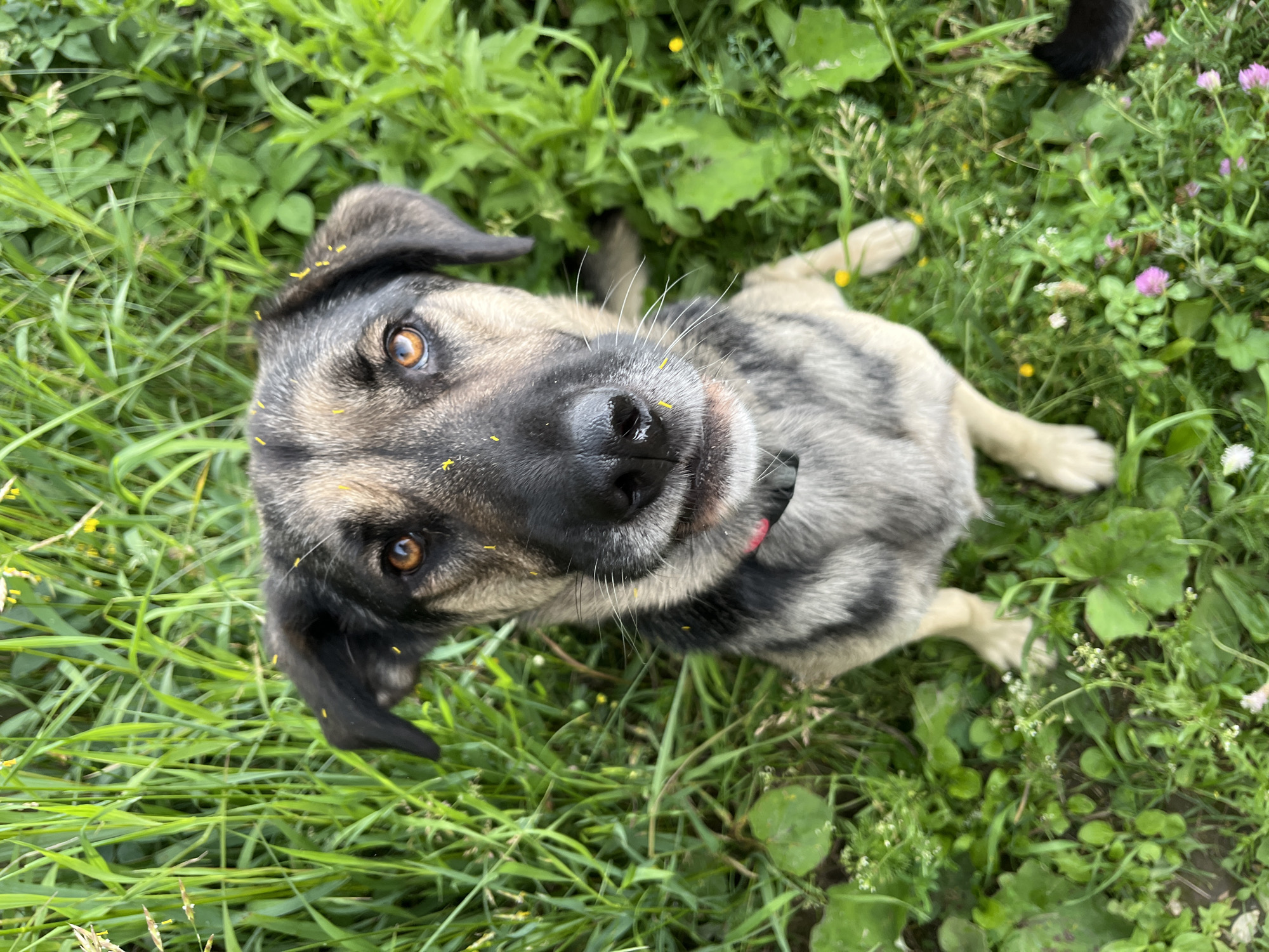 Pack of dogs playing and roaming a rural Nizhny Tagil backyard