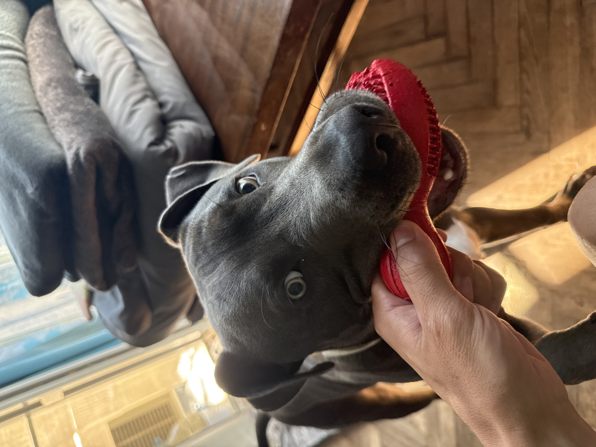Grey pit bull plays with red toy in Varna home