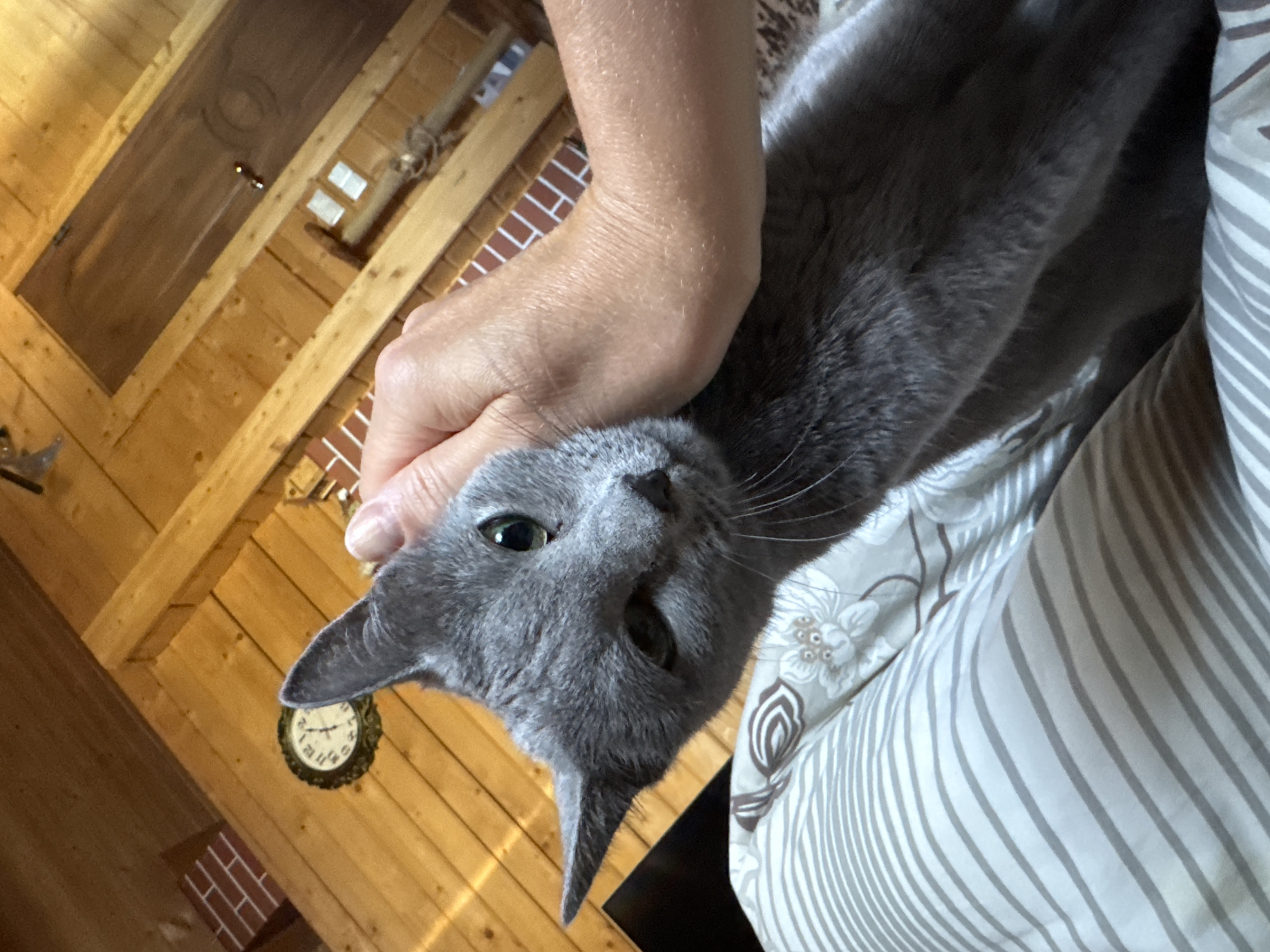 Gray cat with green eyes rests calmly in a hand