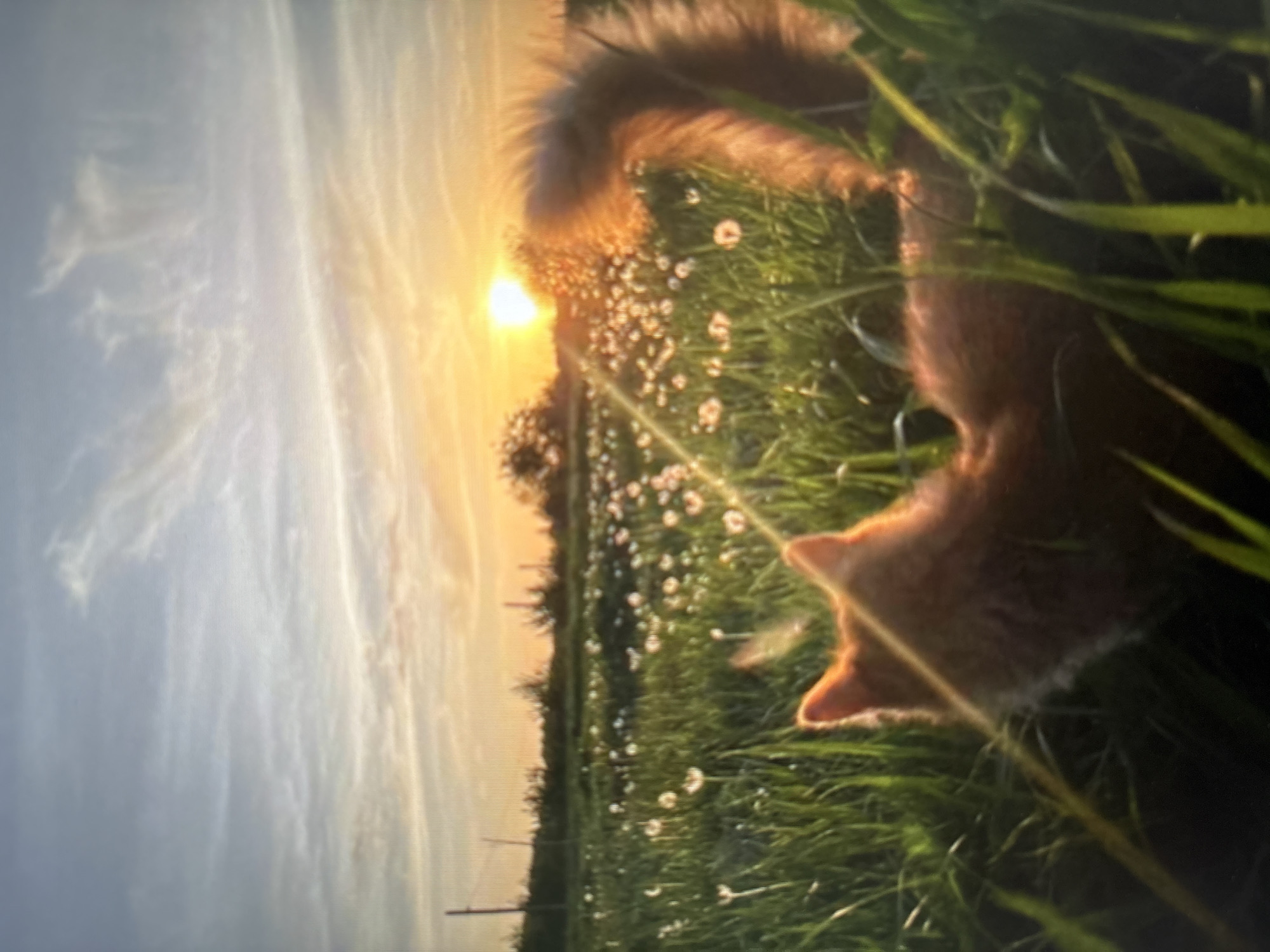 Cats, daisies, and dacha life in a Russian summer afternoon