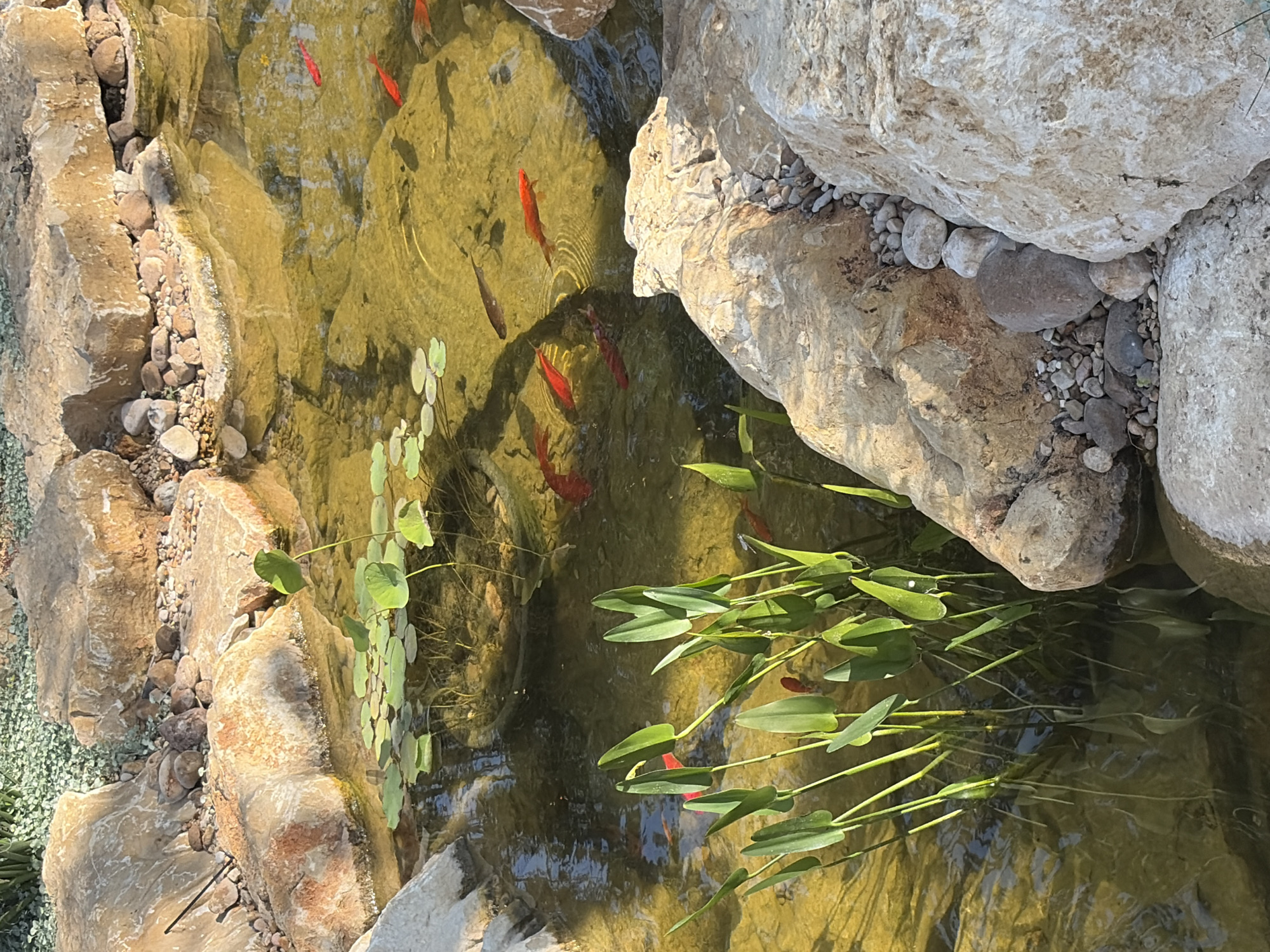 Goldfish pond observed in Sunset Valley, Texas