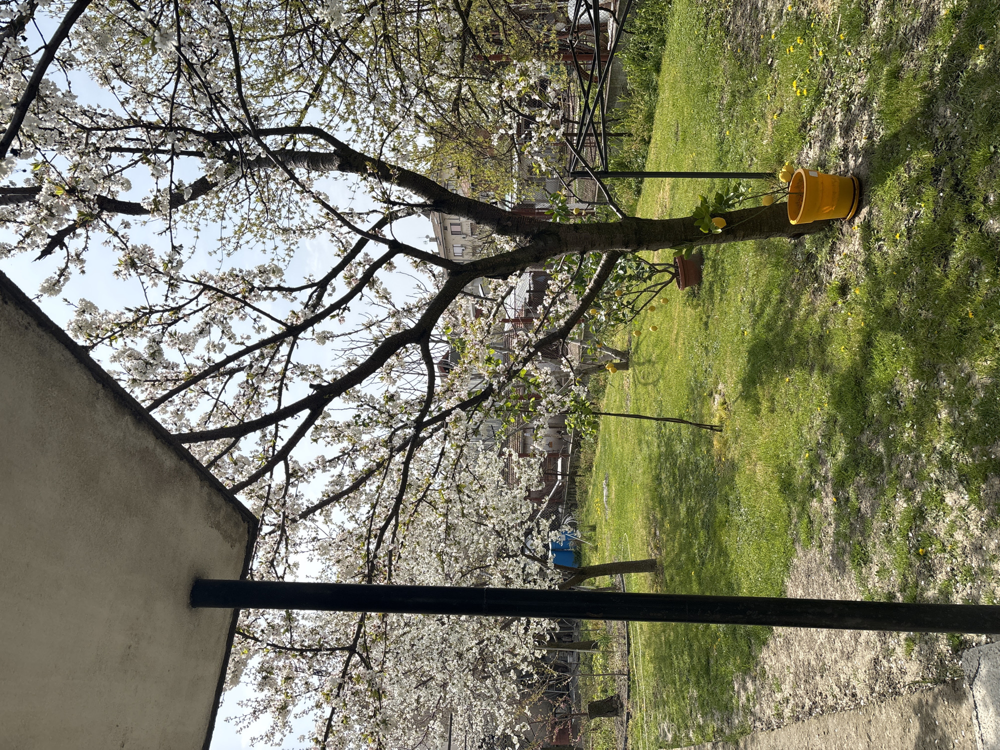 White-blossomed tree blooms in Banya residential garden