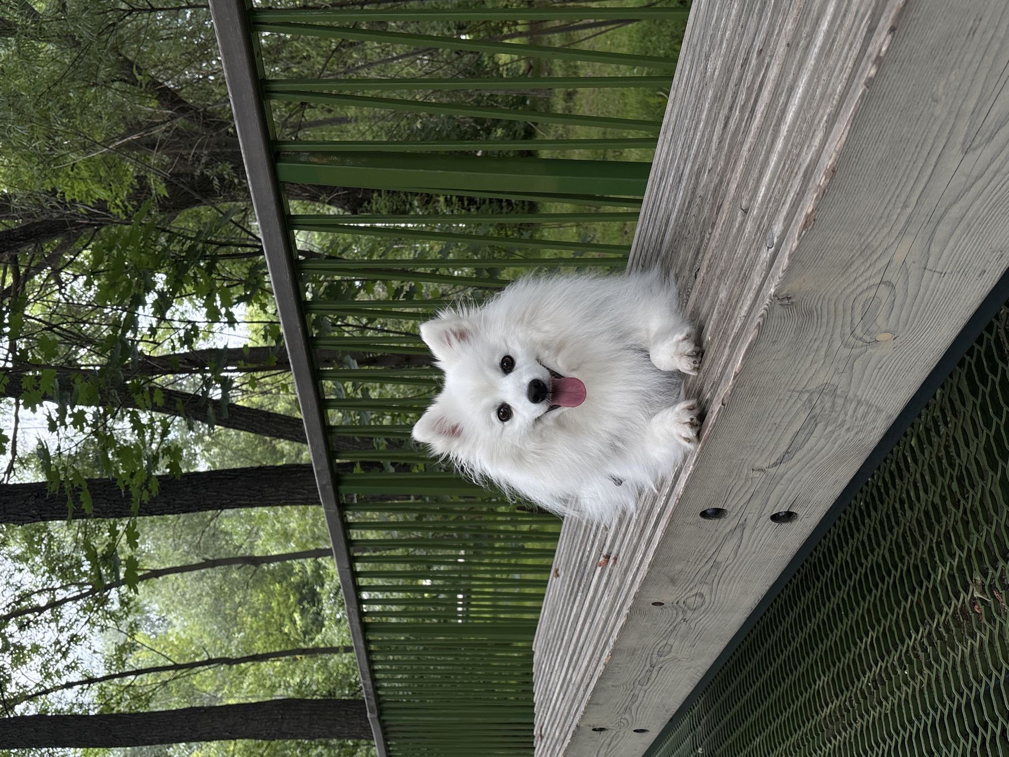 Leisurely walk through a green Kazan park with a Pomeranian