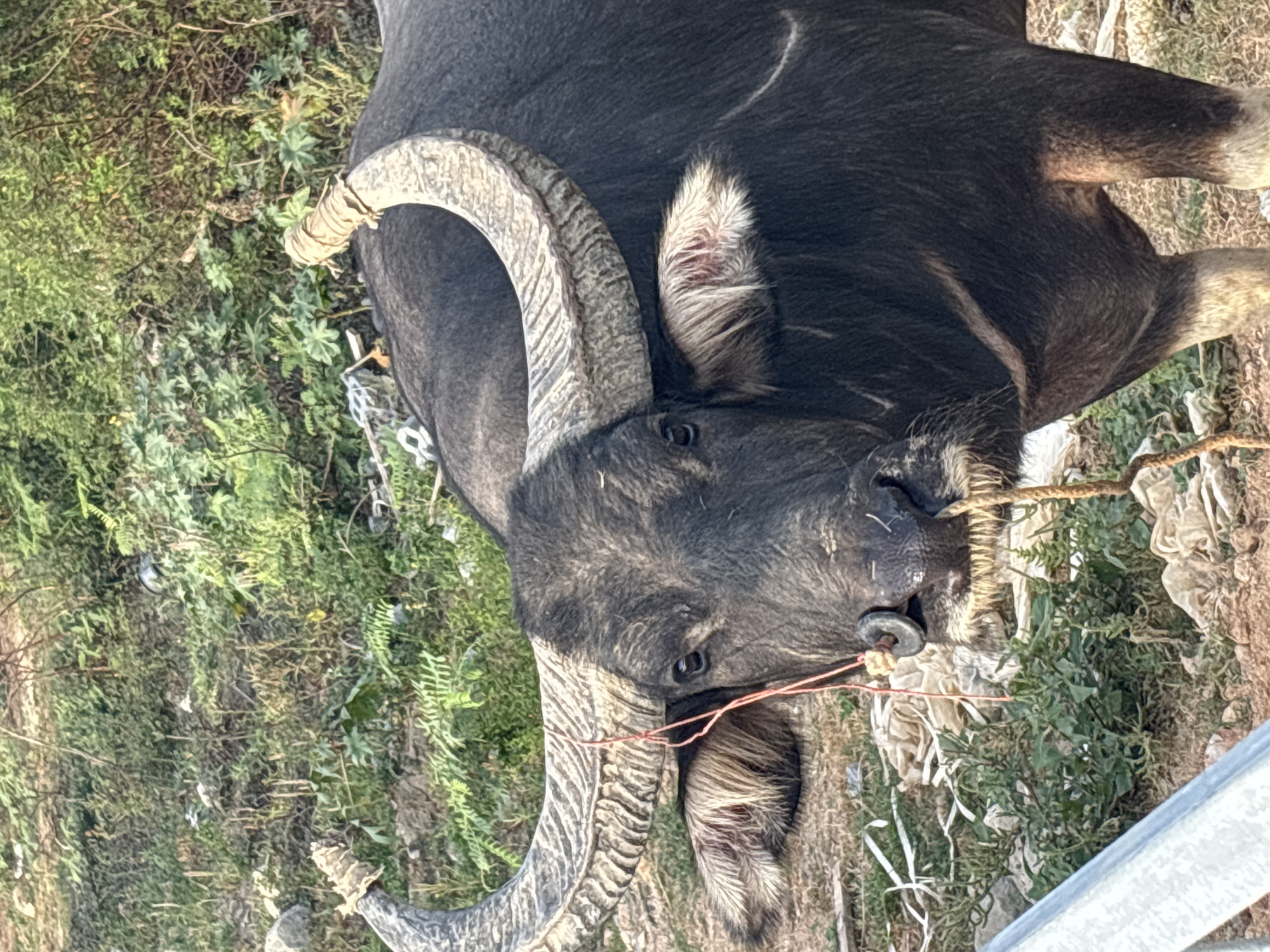 Water buffalo spotted in rural Thailand riverside fields