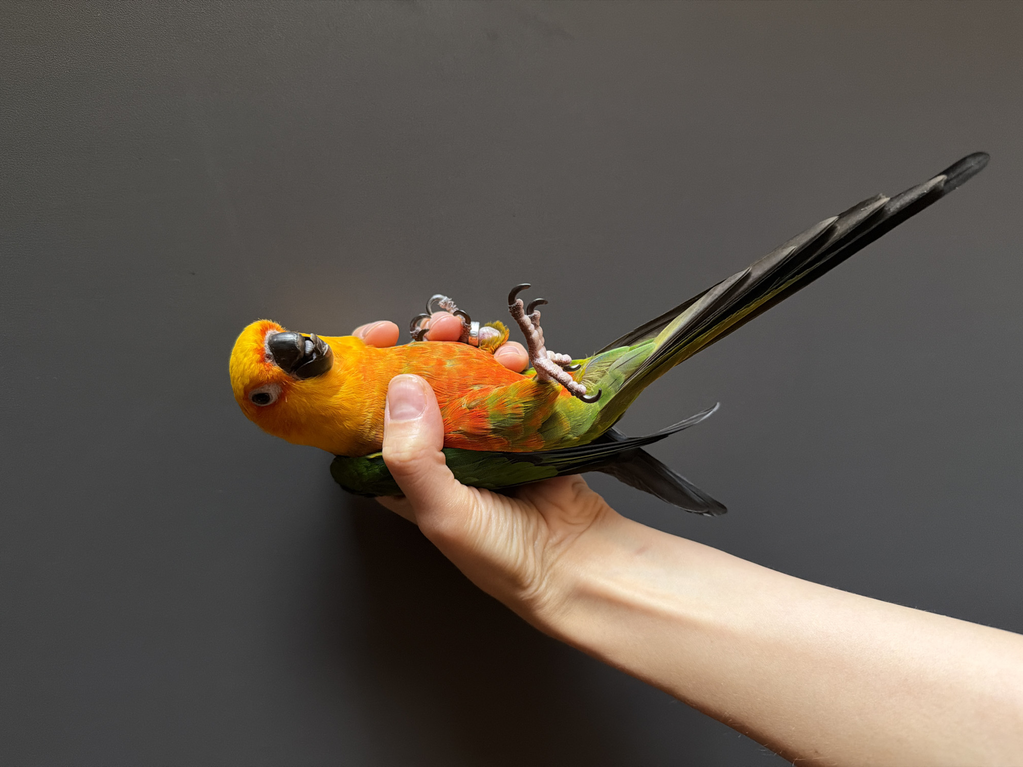 Sun conure parrot up close in Khimki