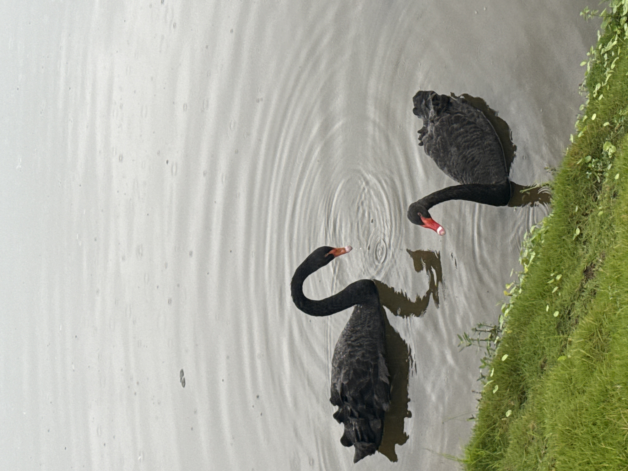 Black swans on a rainy lake in Jiangjin, China