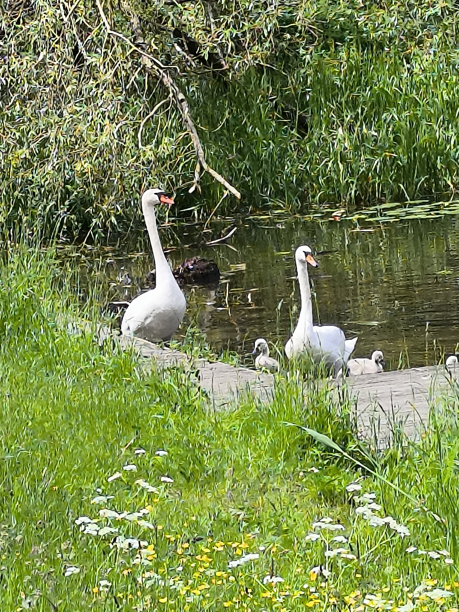Morning wildlife watching session documented in Klaipėda waterfront park