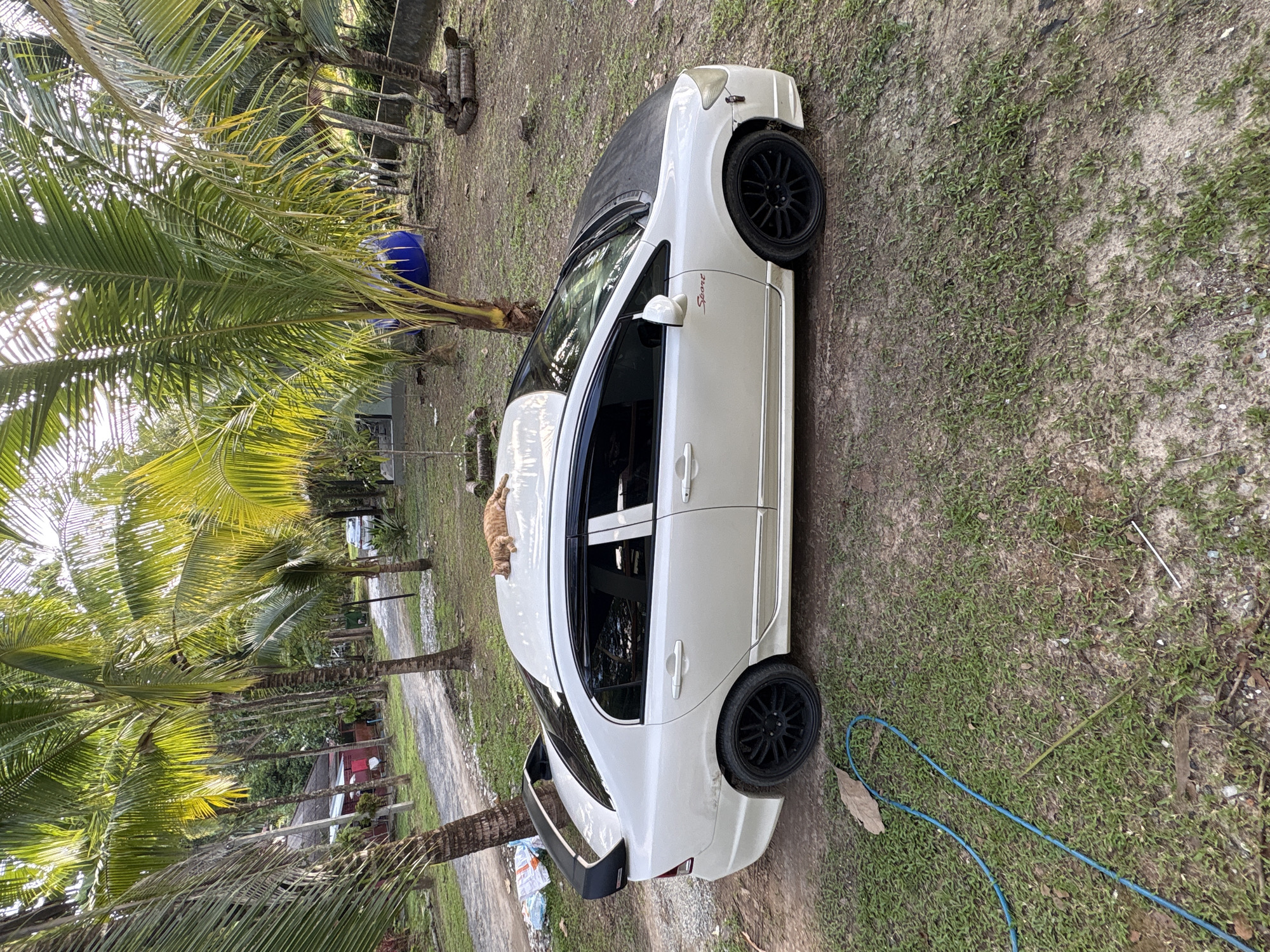 Cat claims a parked car in tropical Chalong