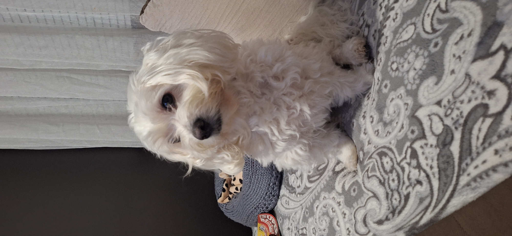 Domestic moments with white dog documented in Blagoevgrad home