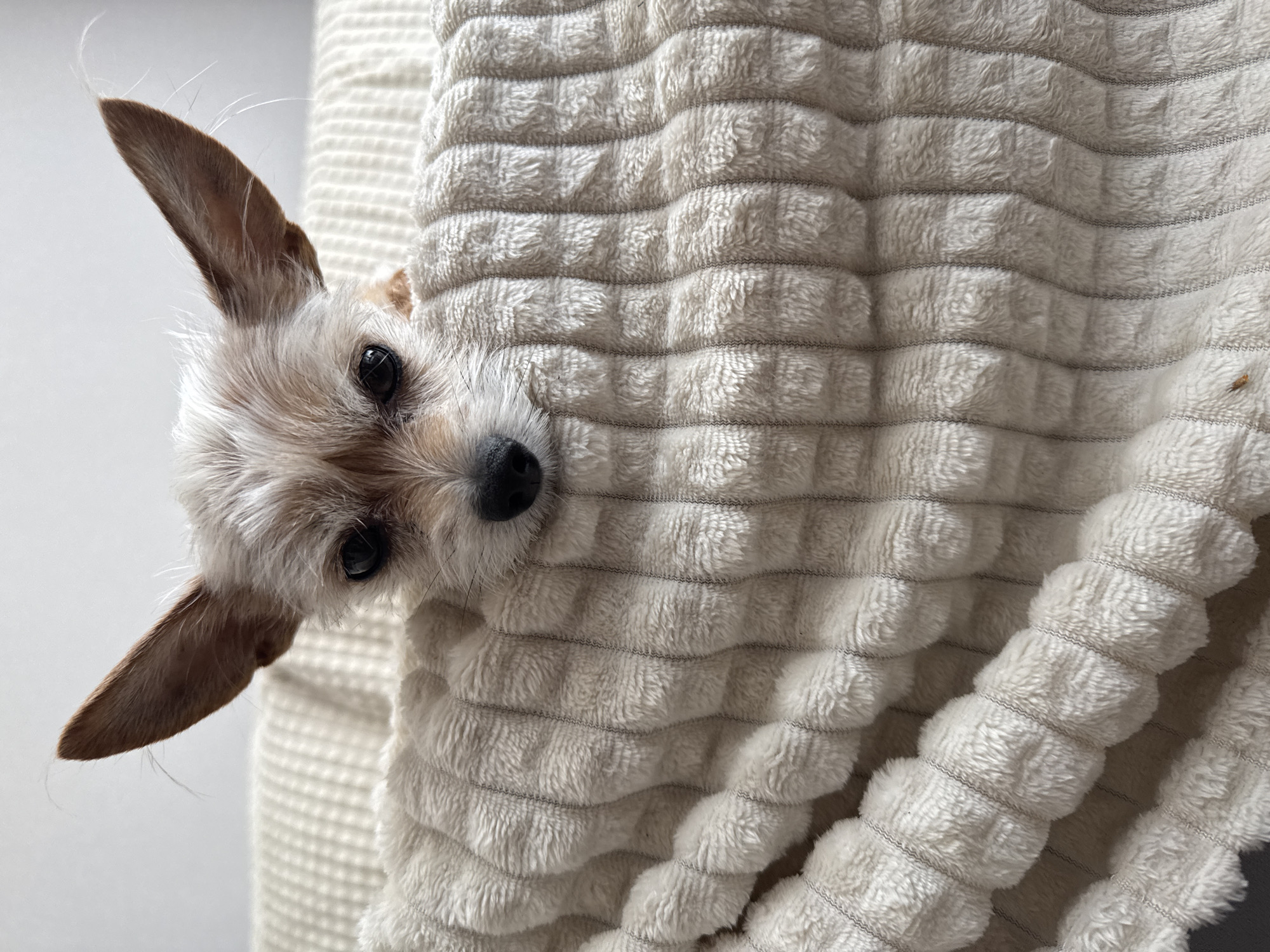Dog naps and window-gazes while plants and shelf decor fill the background