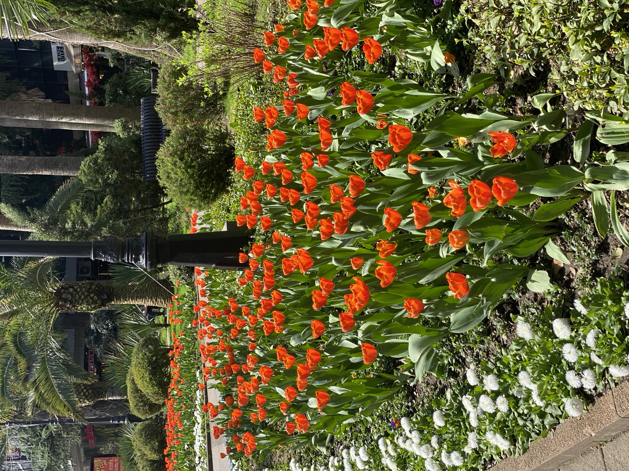 Spring blooms and public art documented in Sochi