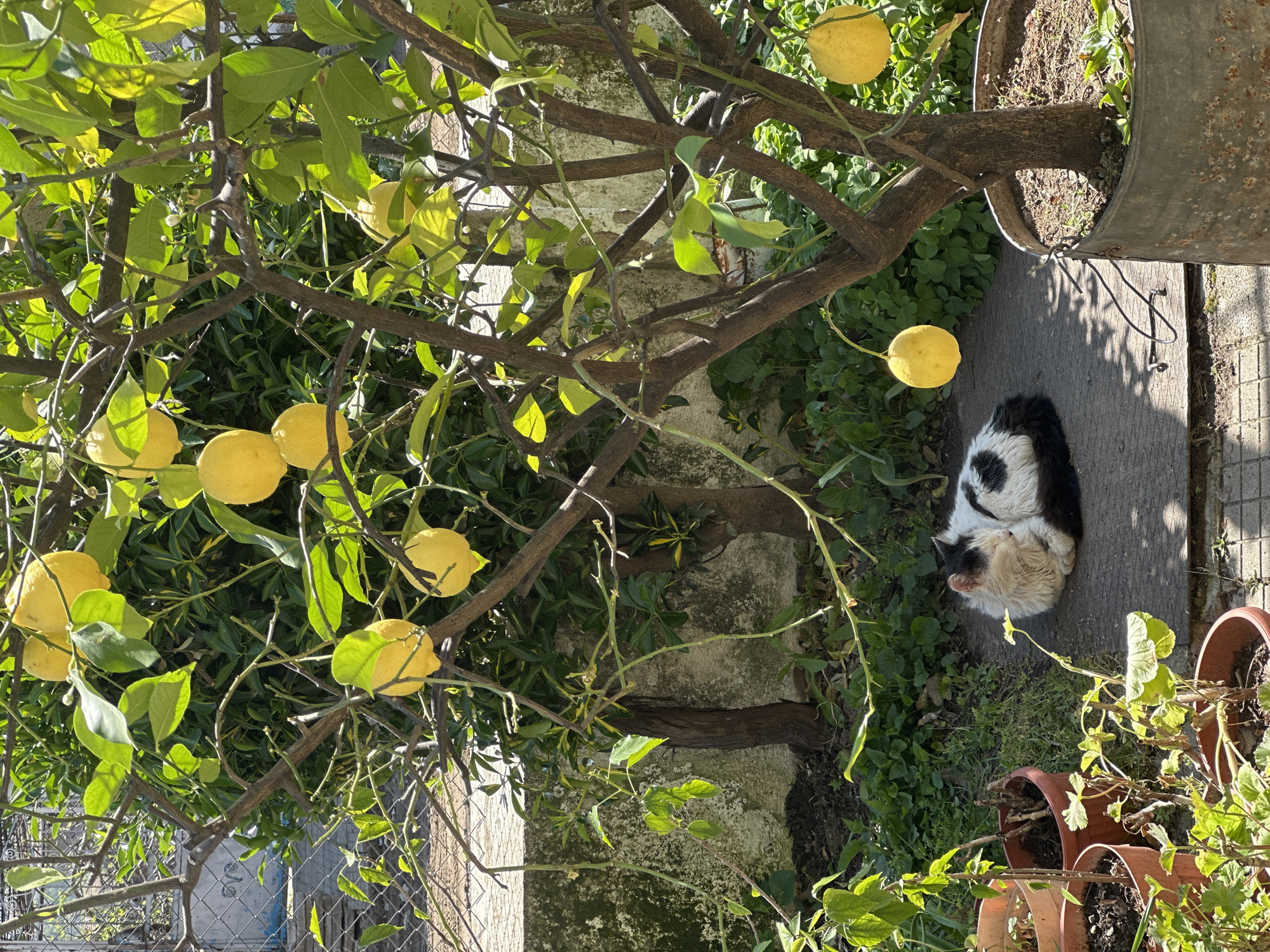 Ripe lemons photographed on tree in Bulgarian garden