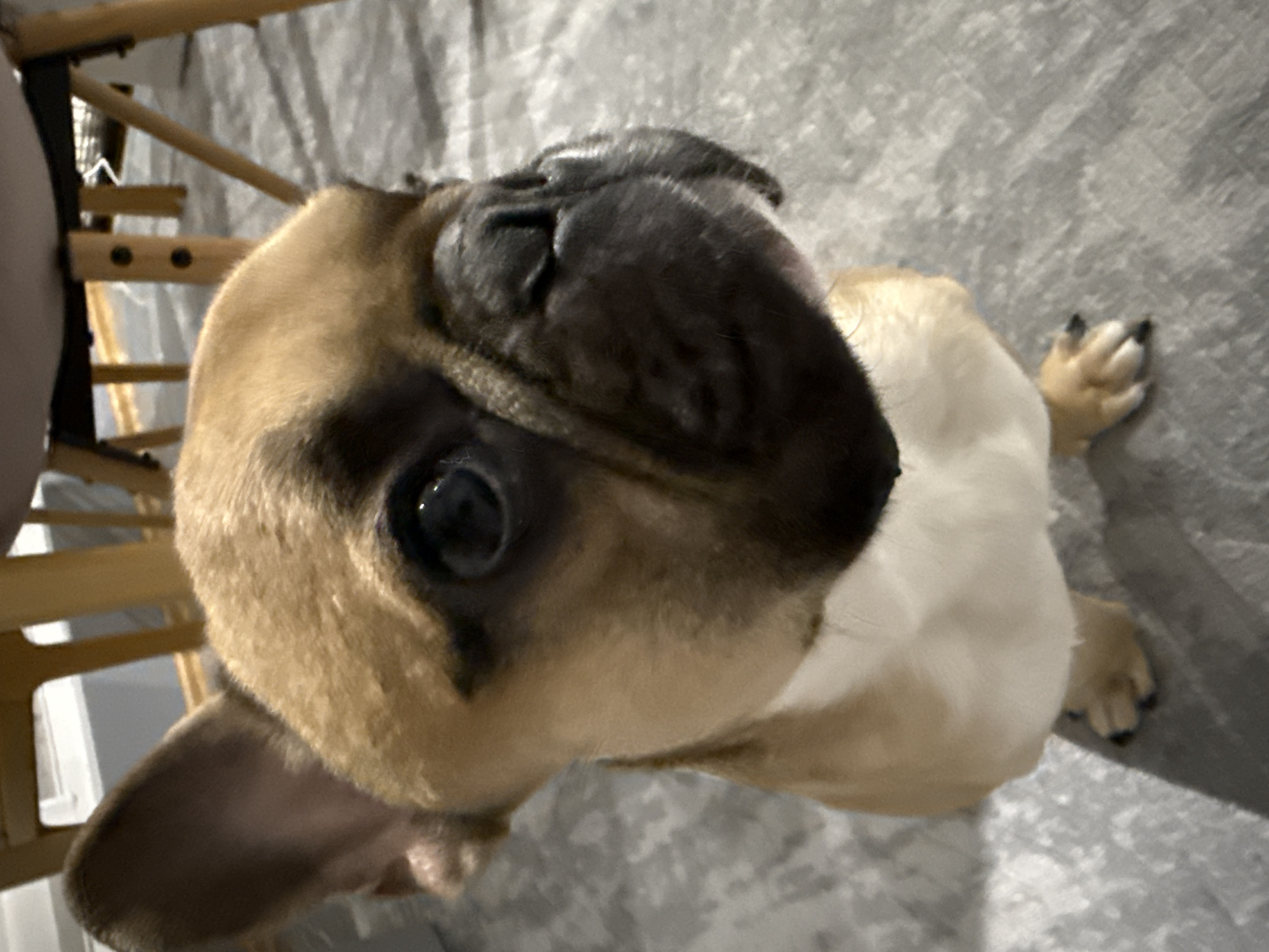 French Bulldog indoor photo session in Burgas