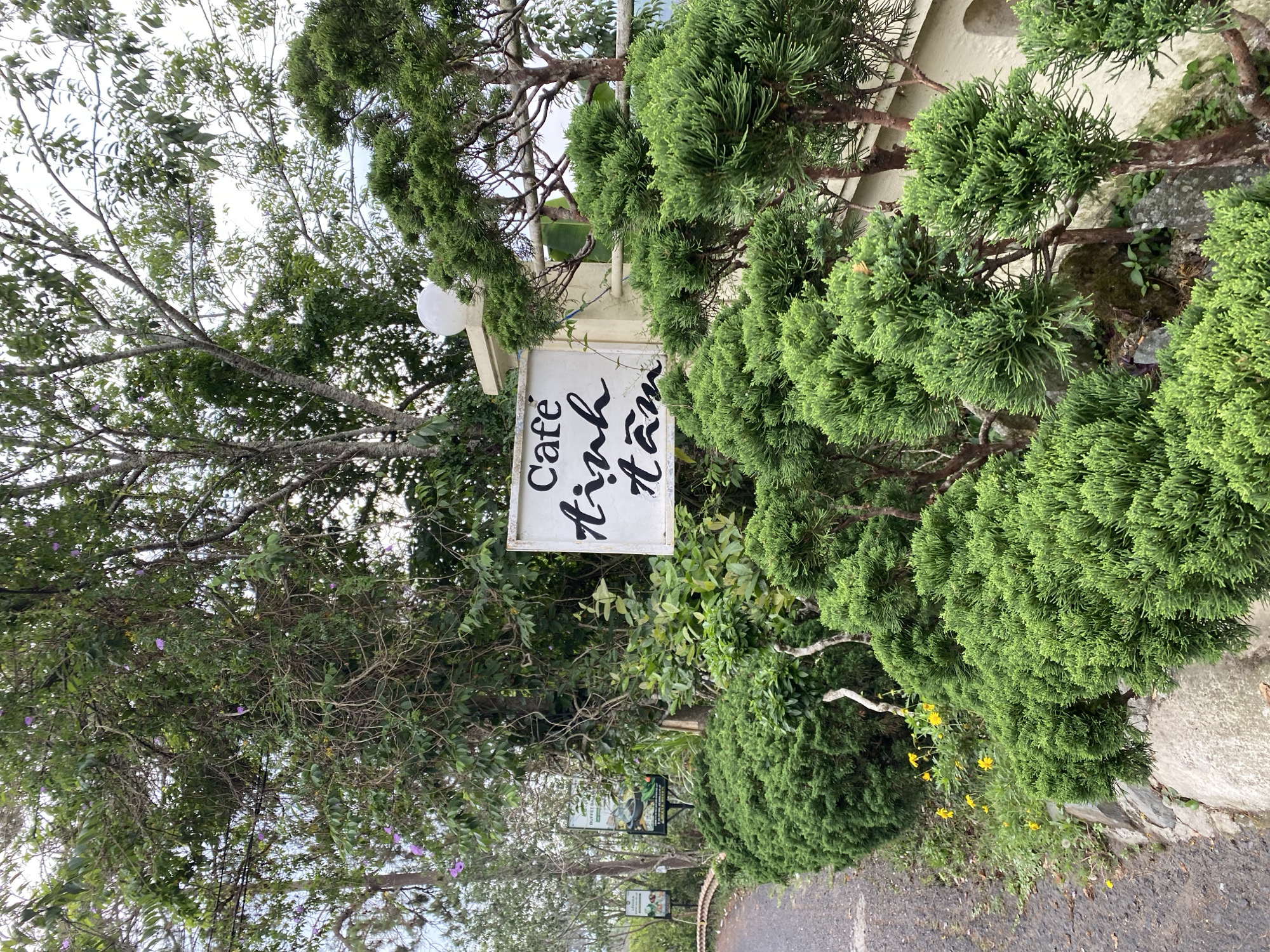Brief morning drive through Da Lat's tree-lined streets captured