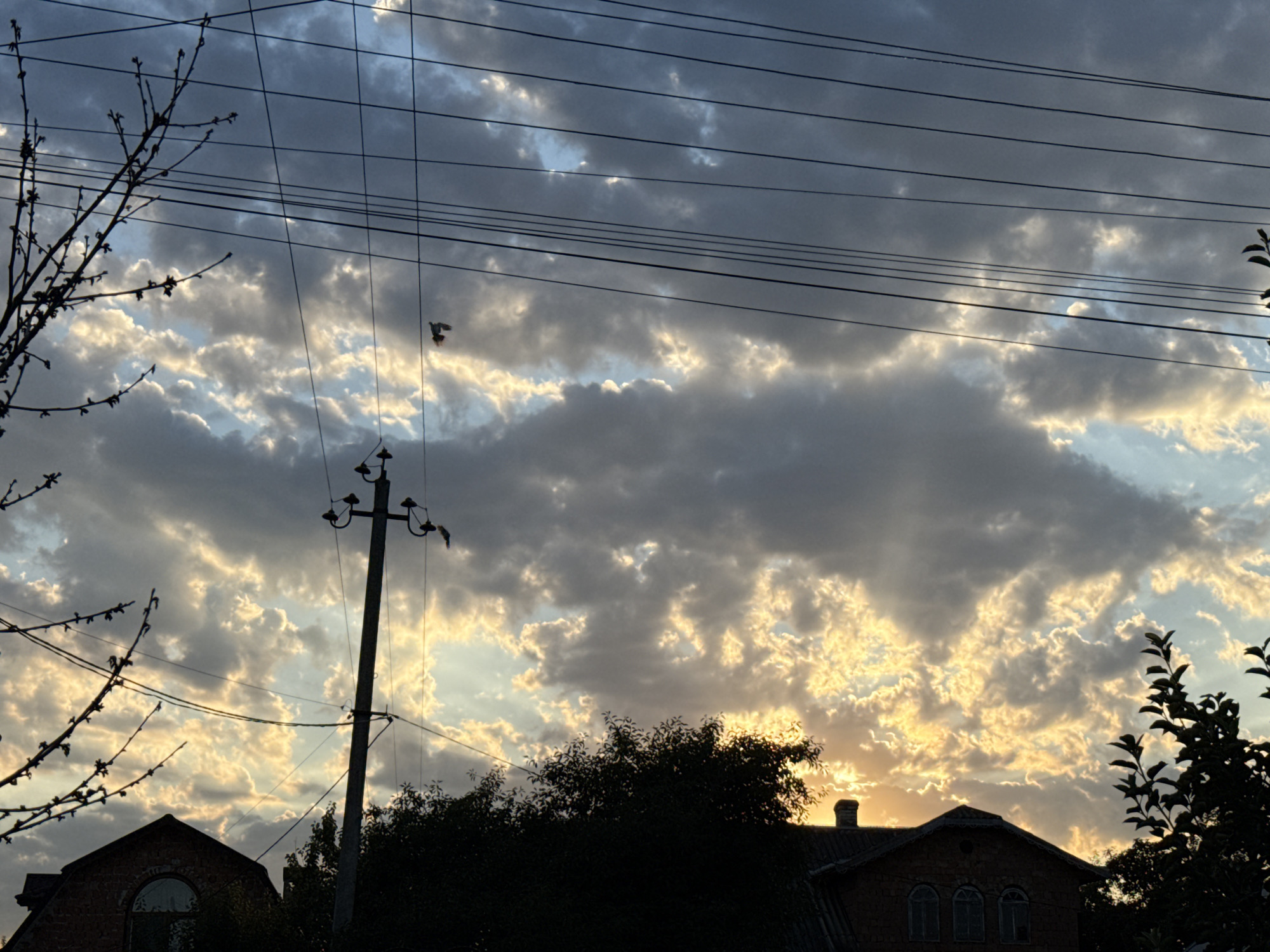 Sunset skies, a sleeping calico cat, and quiet neighborhood scenes