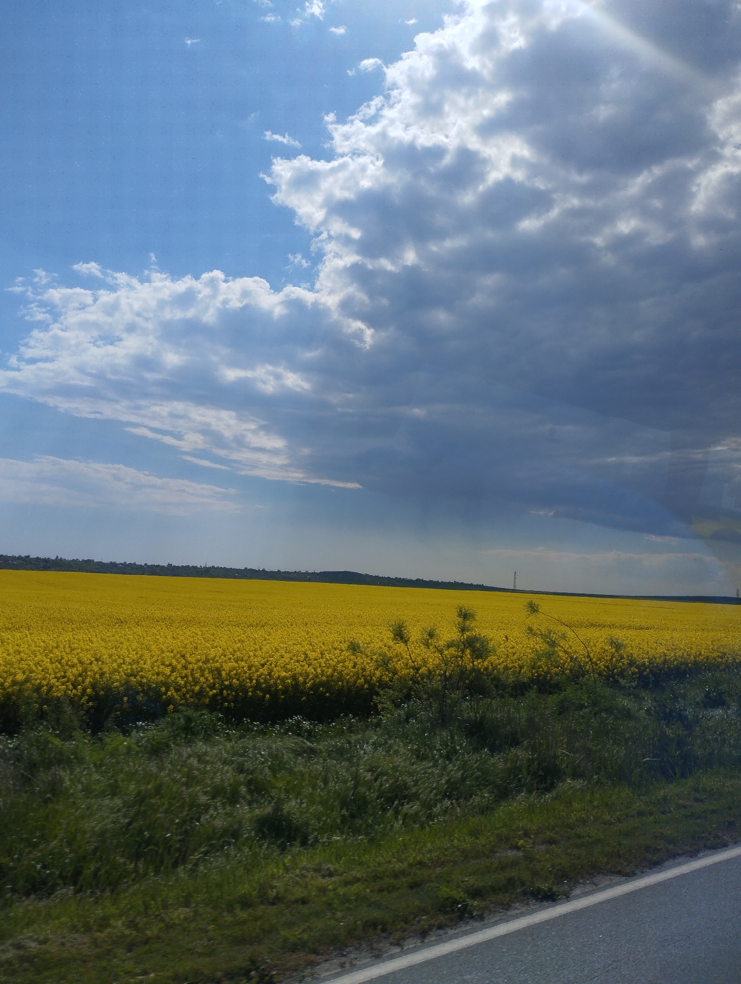 Spring rapeseed fields documented during highway journey