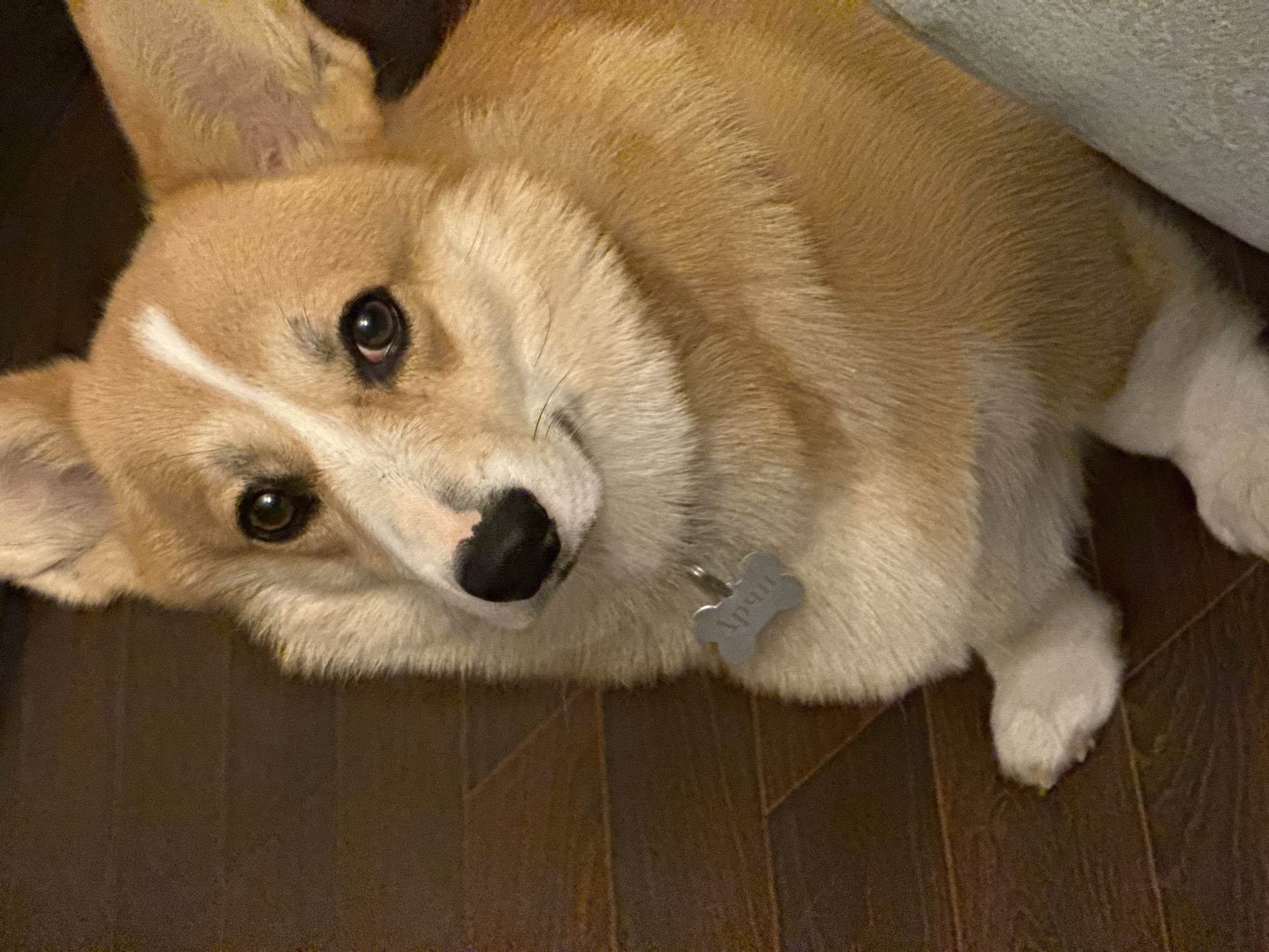 Pets documented in Votkinsk home during evening hours
