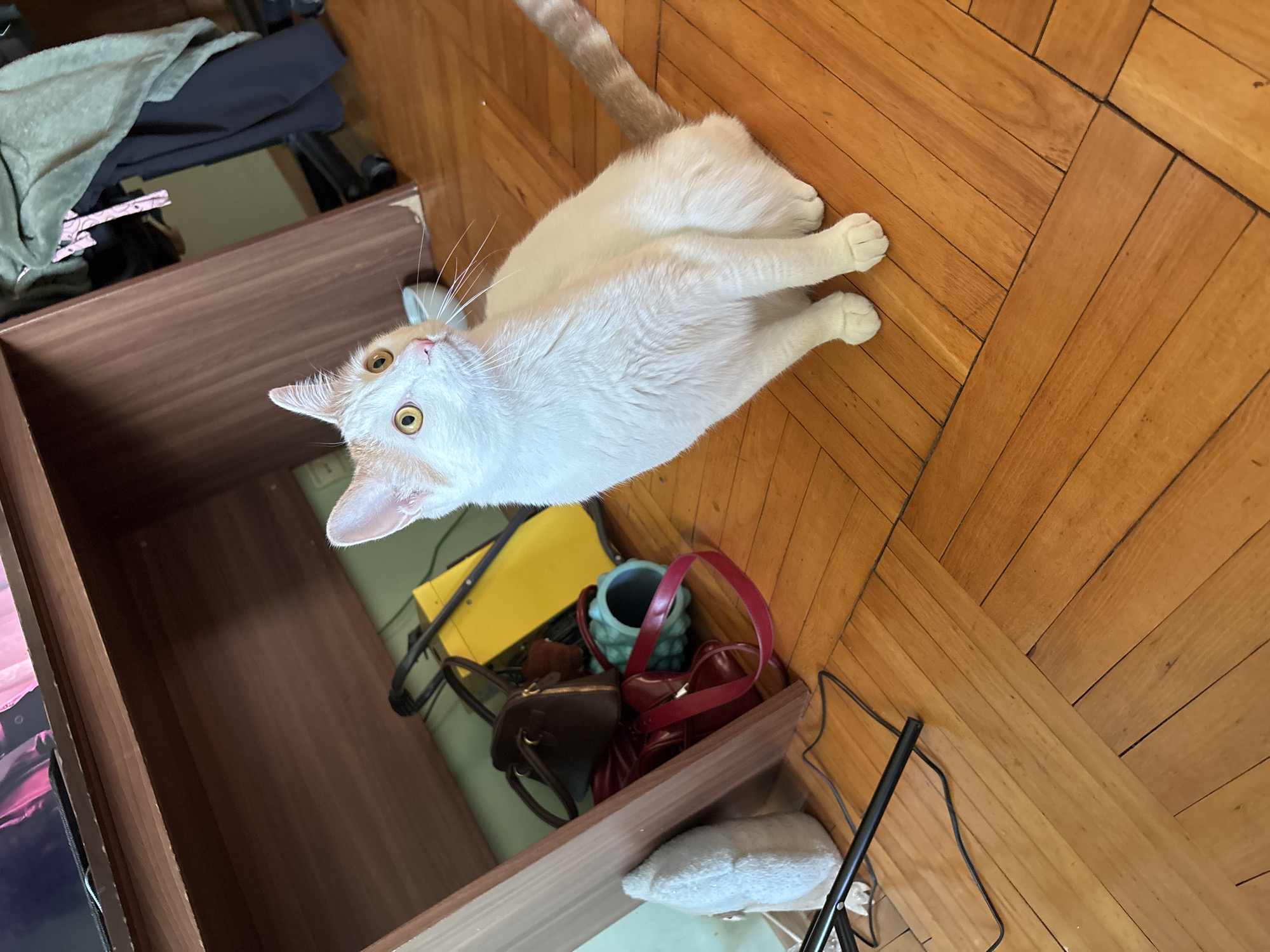 Woman documents evening with cat in Russian lakeside home