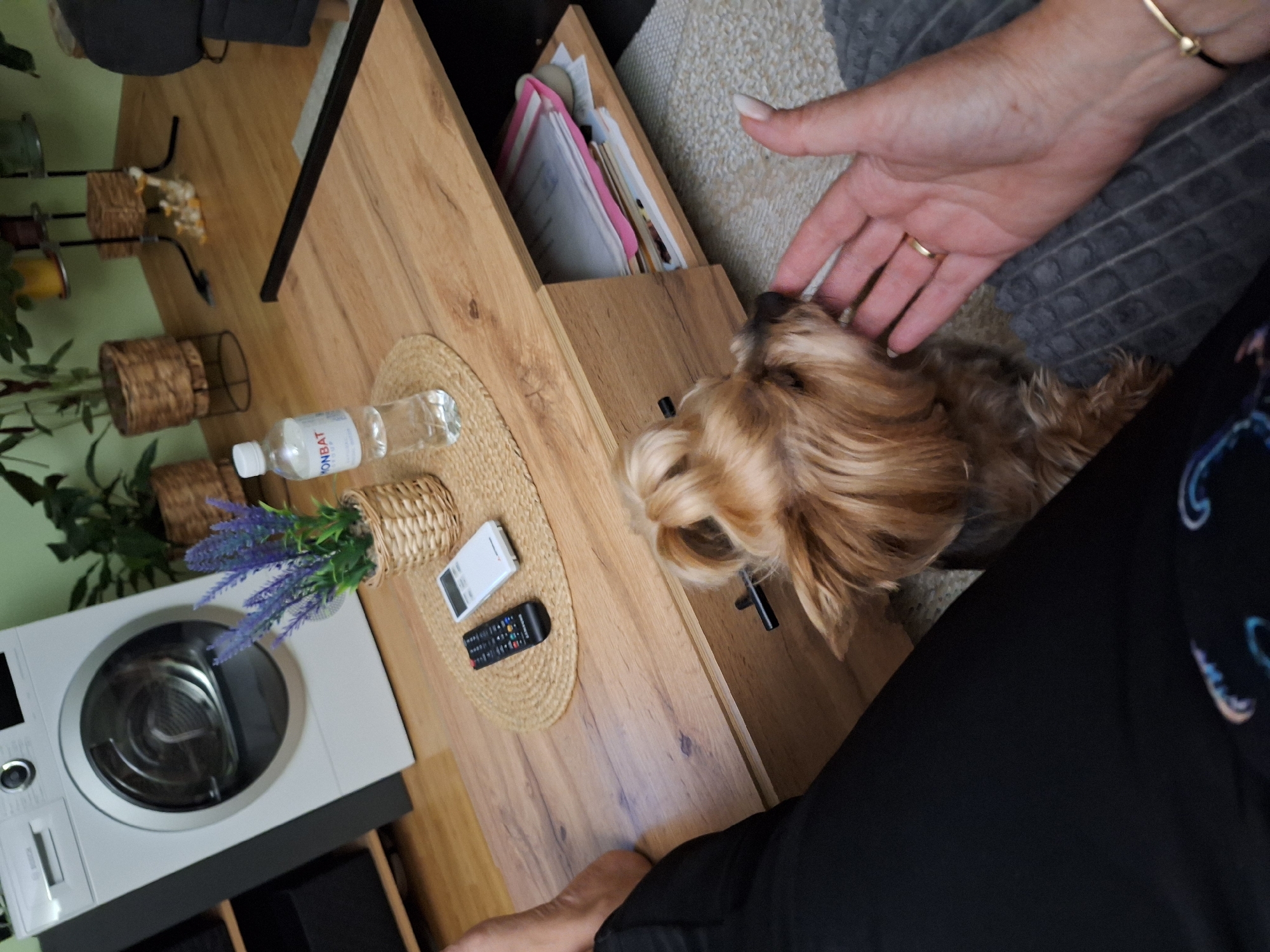Person shares intimate moment with Yorkshire Terrier in Montana, Bulgaria