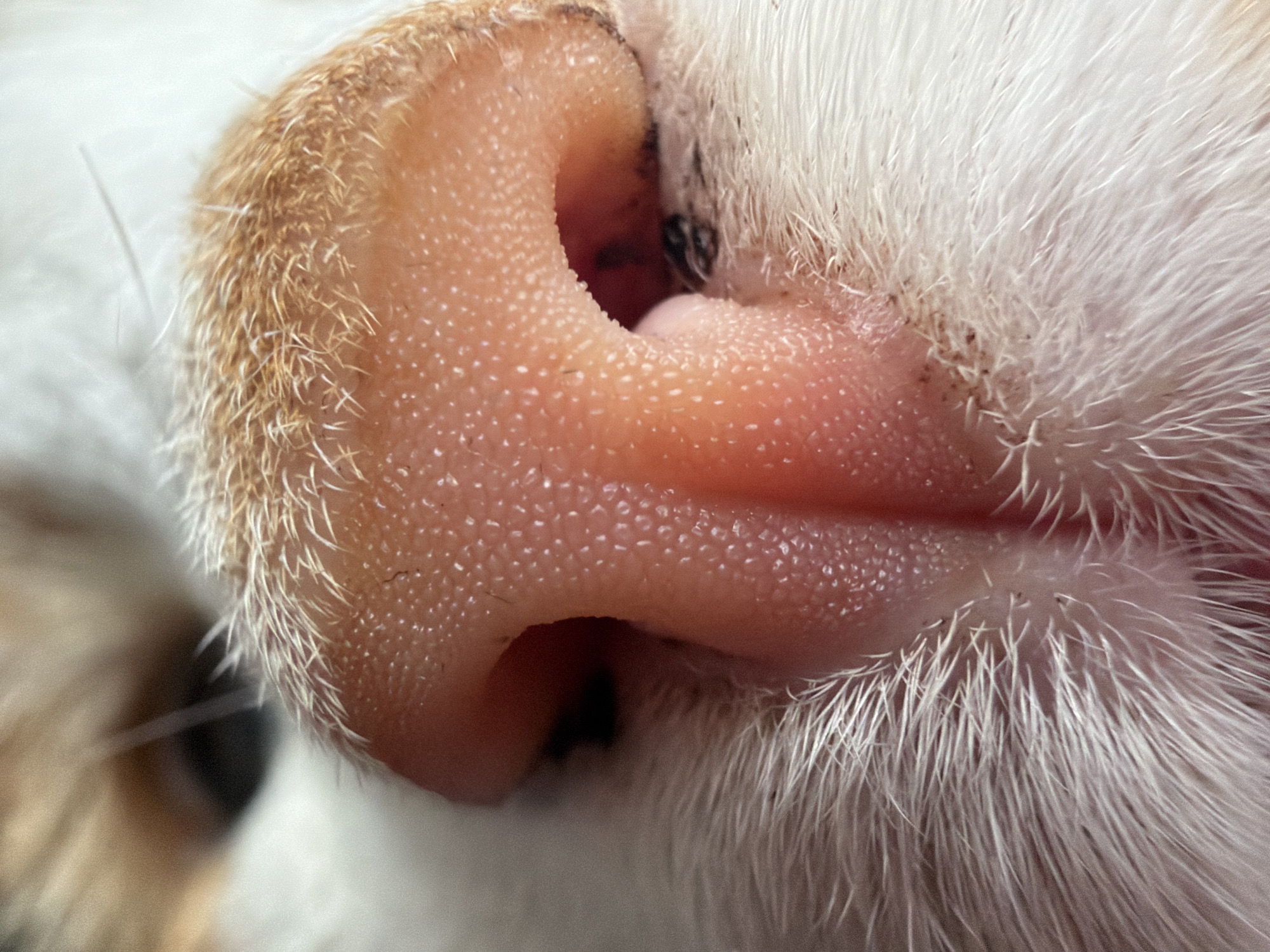 Close-up cat photos and decorative items documented by witnesses