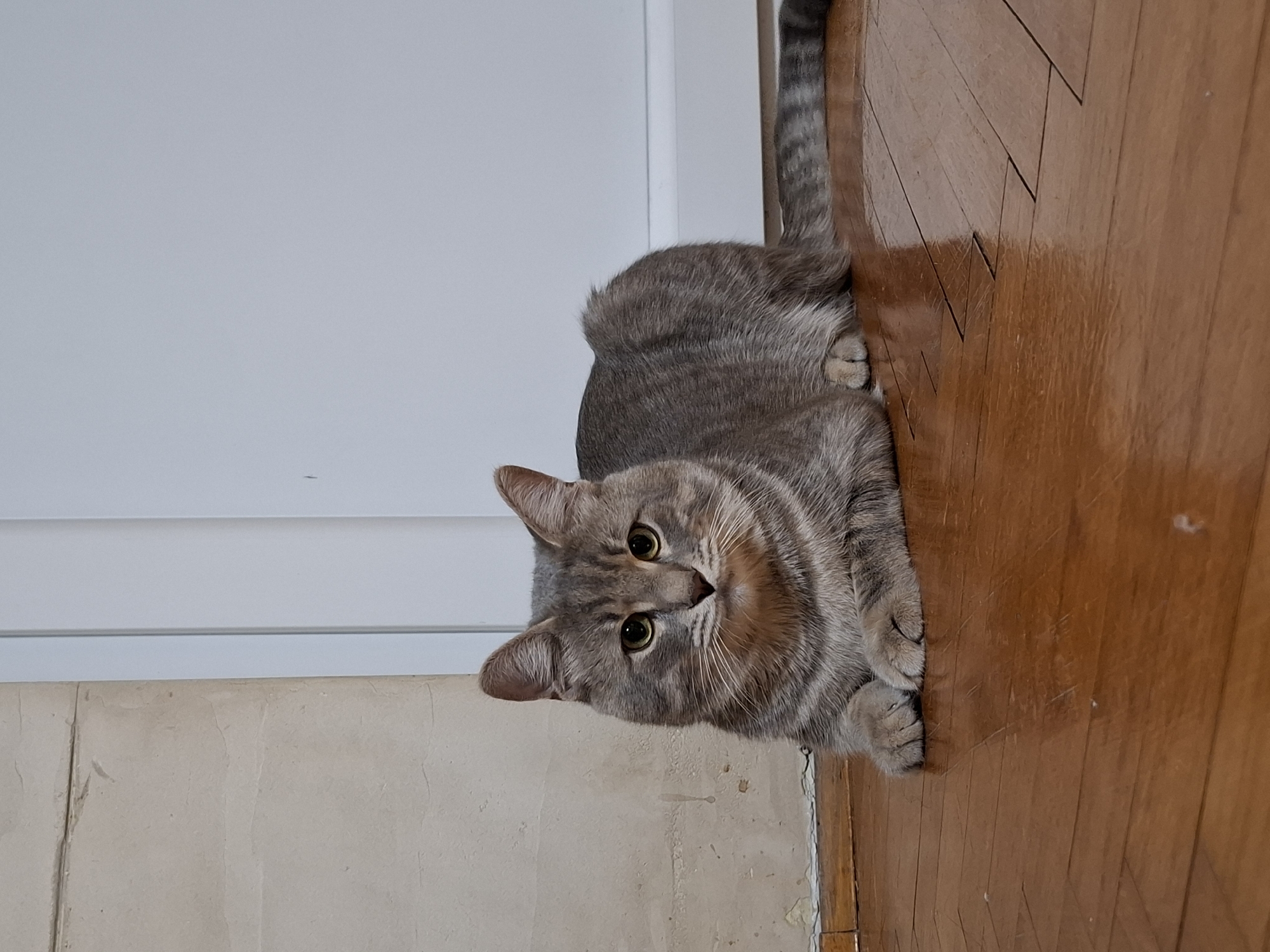Grey tabby cat rests on wooden floor