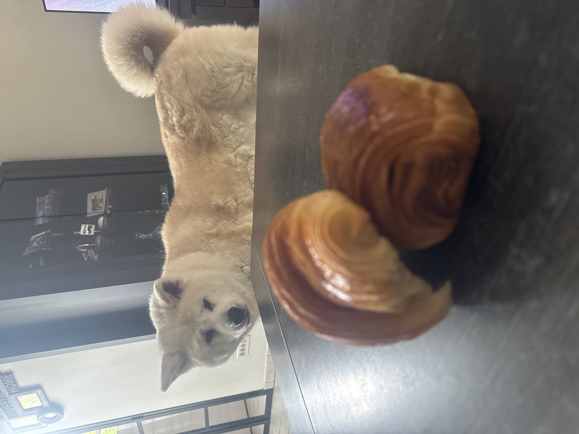 Akita dog shares kitchen counter with fresh croissants