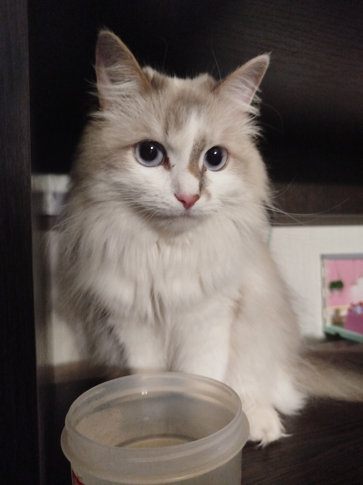 Cats and mechanical device photographed indoors June 3rd
