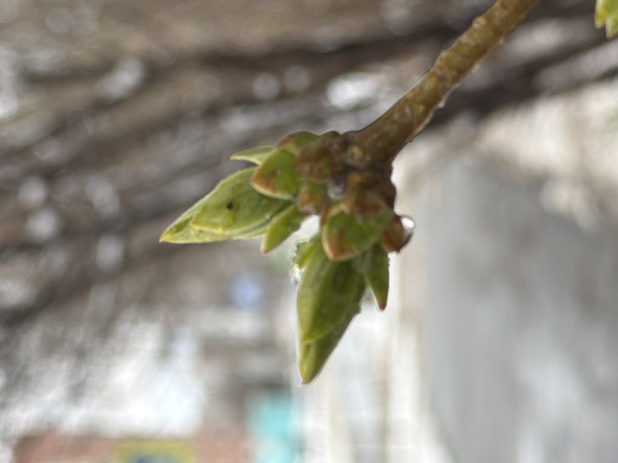 Spring awakening captured in Izhevsk street scenes