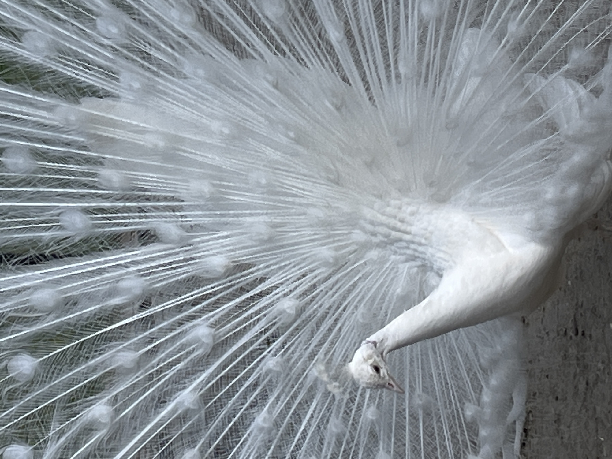 White peacock displays plumage in Sandanski, Bulgaria