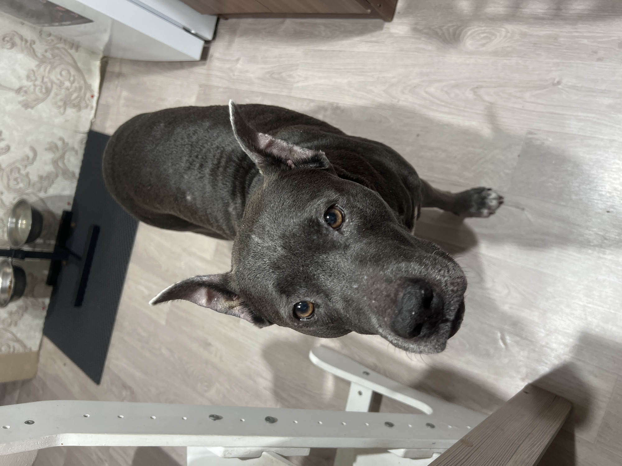 A grey pit bull's day in Chigiri, Russia