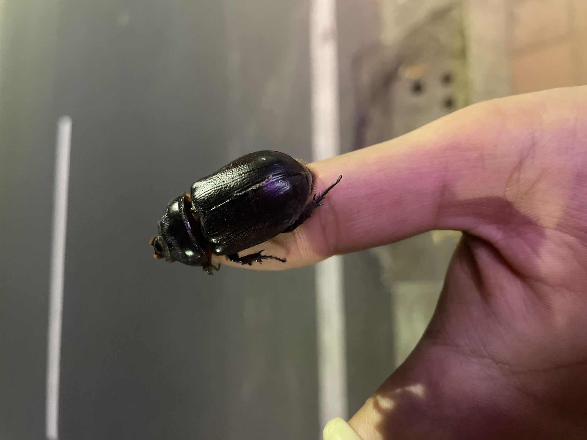 Large beetle found dead in Kuta Selatan, Indonesia
