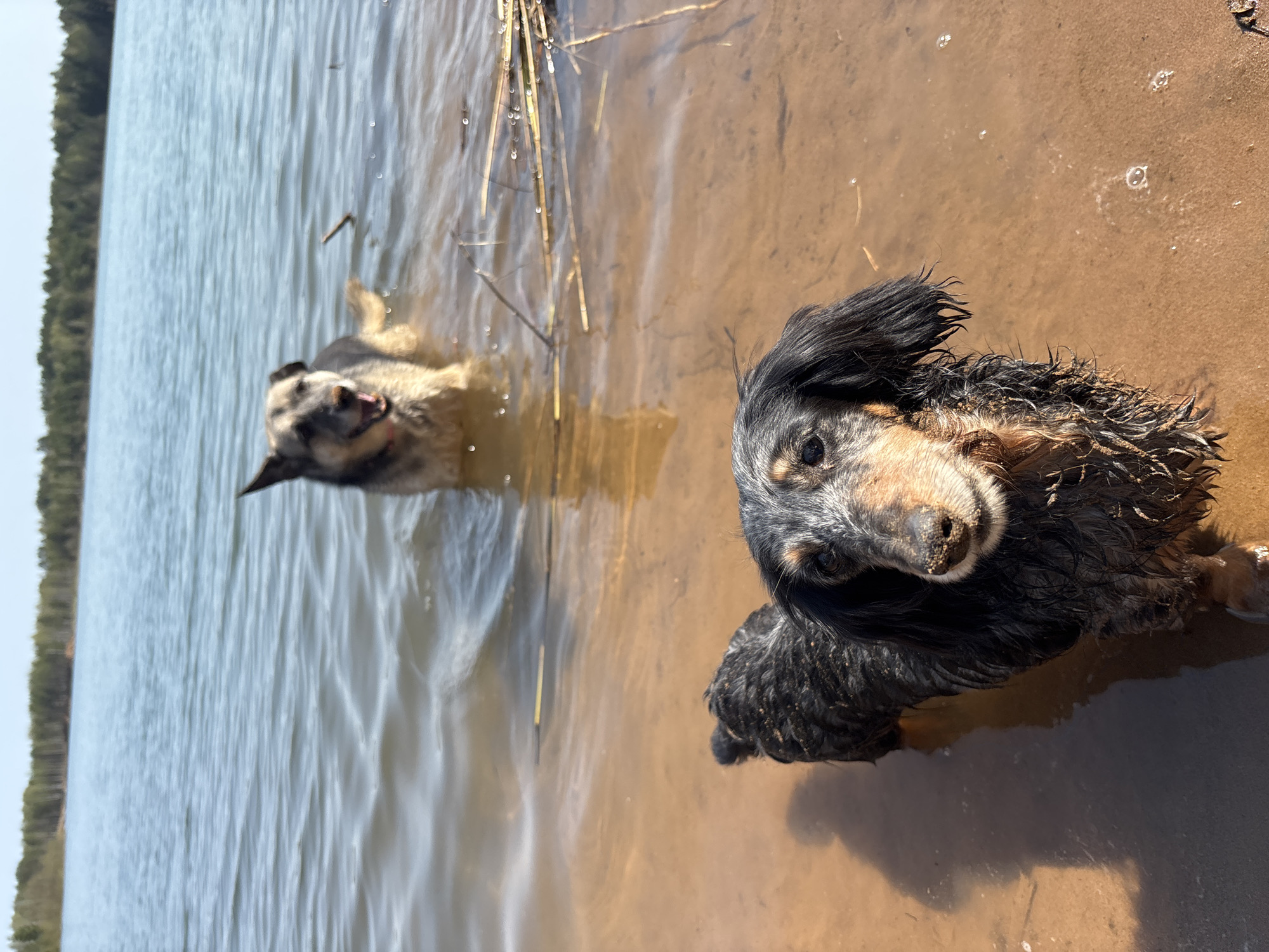 Dogs enjoy morning playtime near Russian lakefront communities