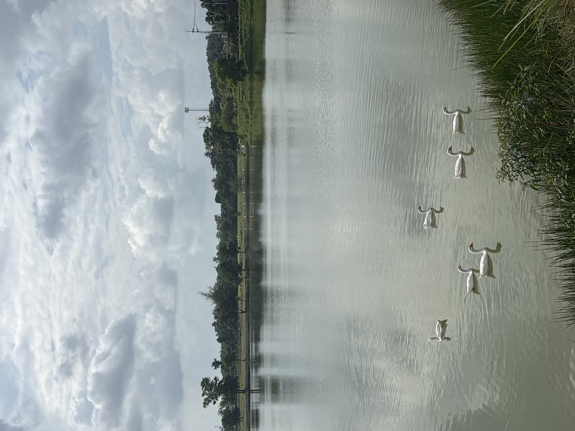 White geese on a calm lake in Choeng Thale