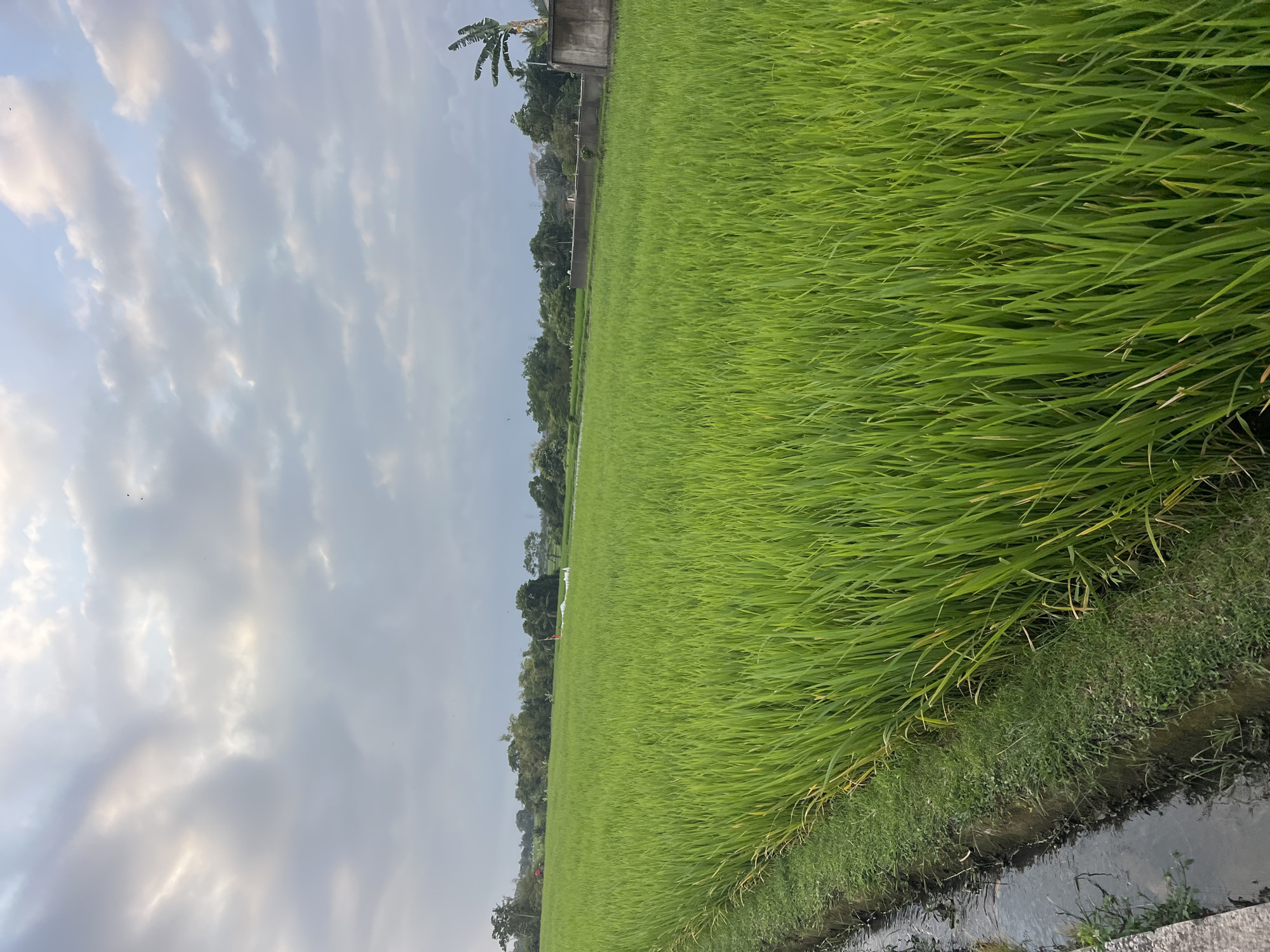 Working the green rice paddies of Kediri on a cloudy morning