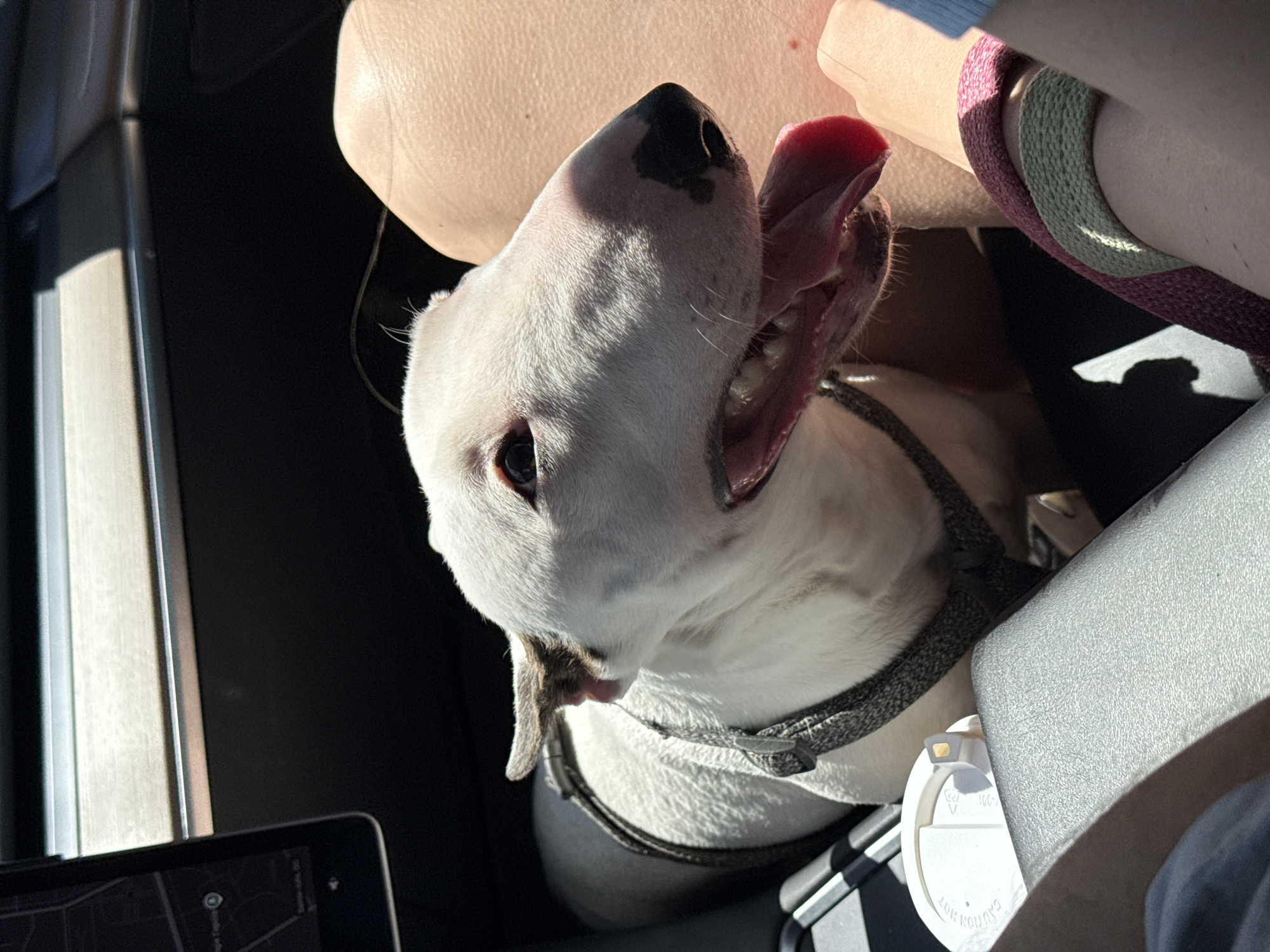 Bull Terrier with black eye patch rides along in a vehicle