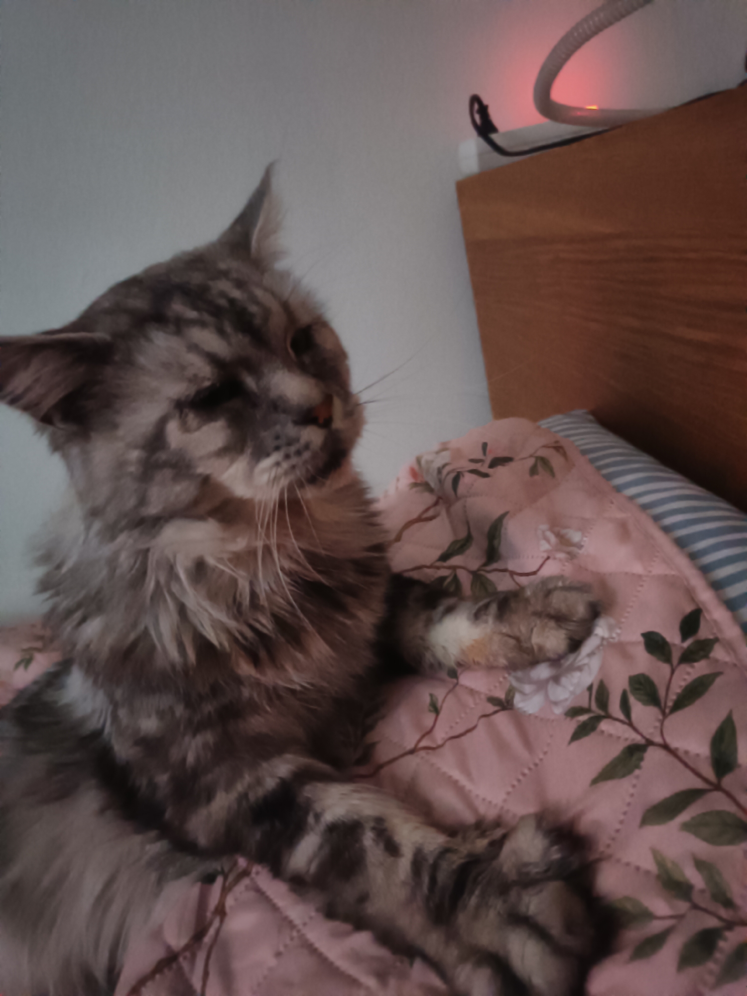 Maine Coon cat photographed resting on floral quilt in Leuven