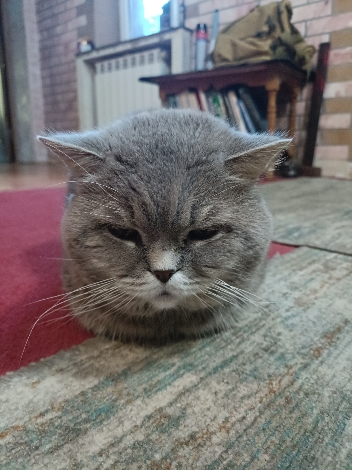 Two grey cats lounging and grooming indoors in Bataysk