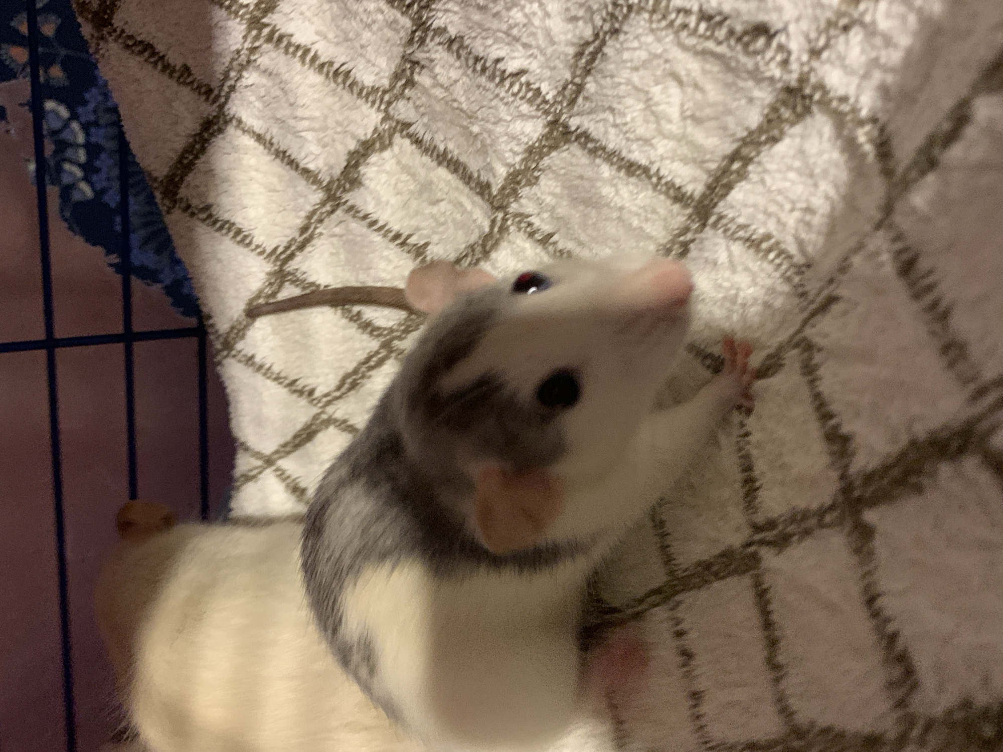 Pet rats documented in domestic setting in Stavropol
