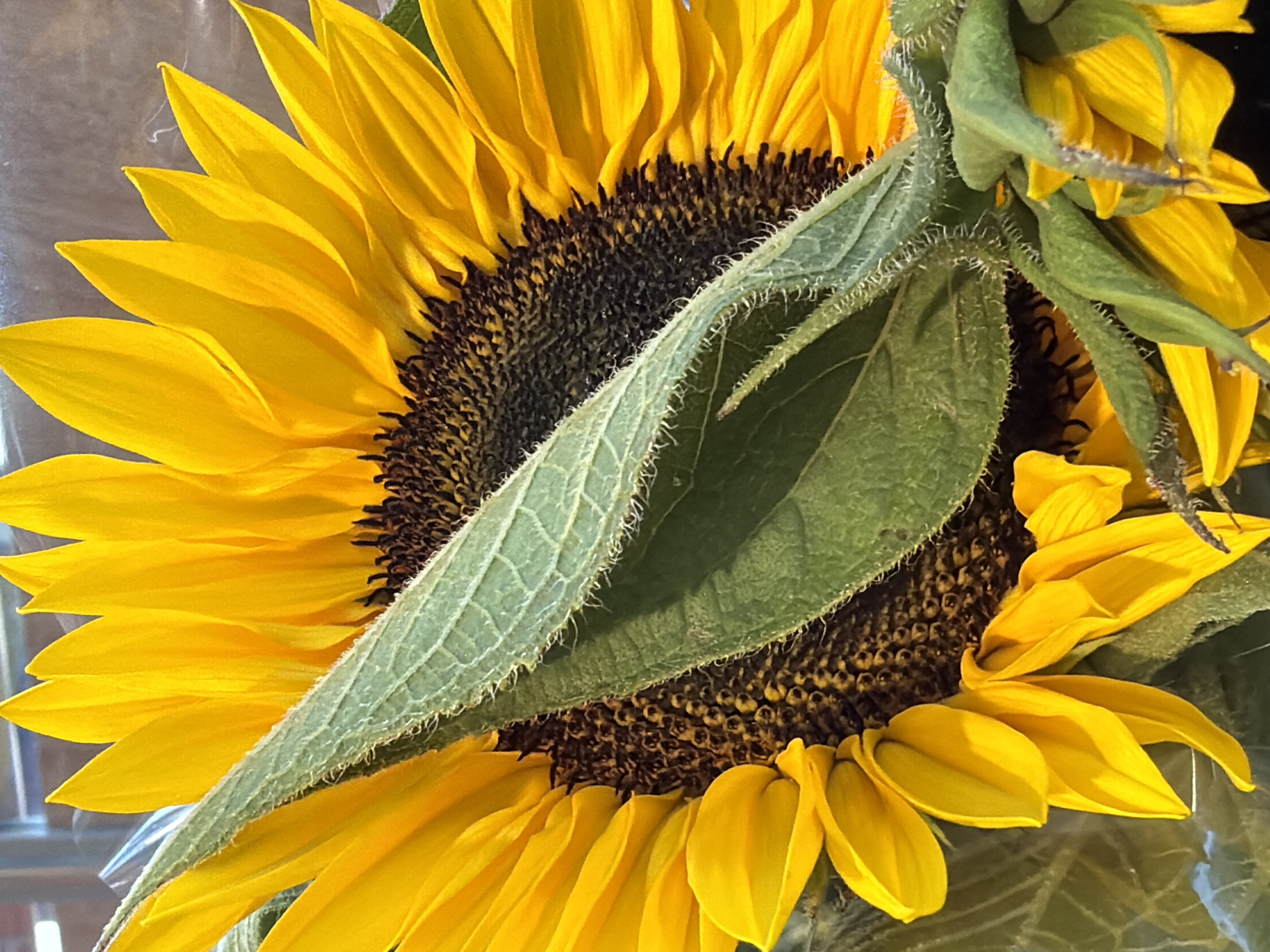 Sunflower close-up and supermarket browsing in Mondercange