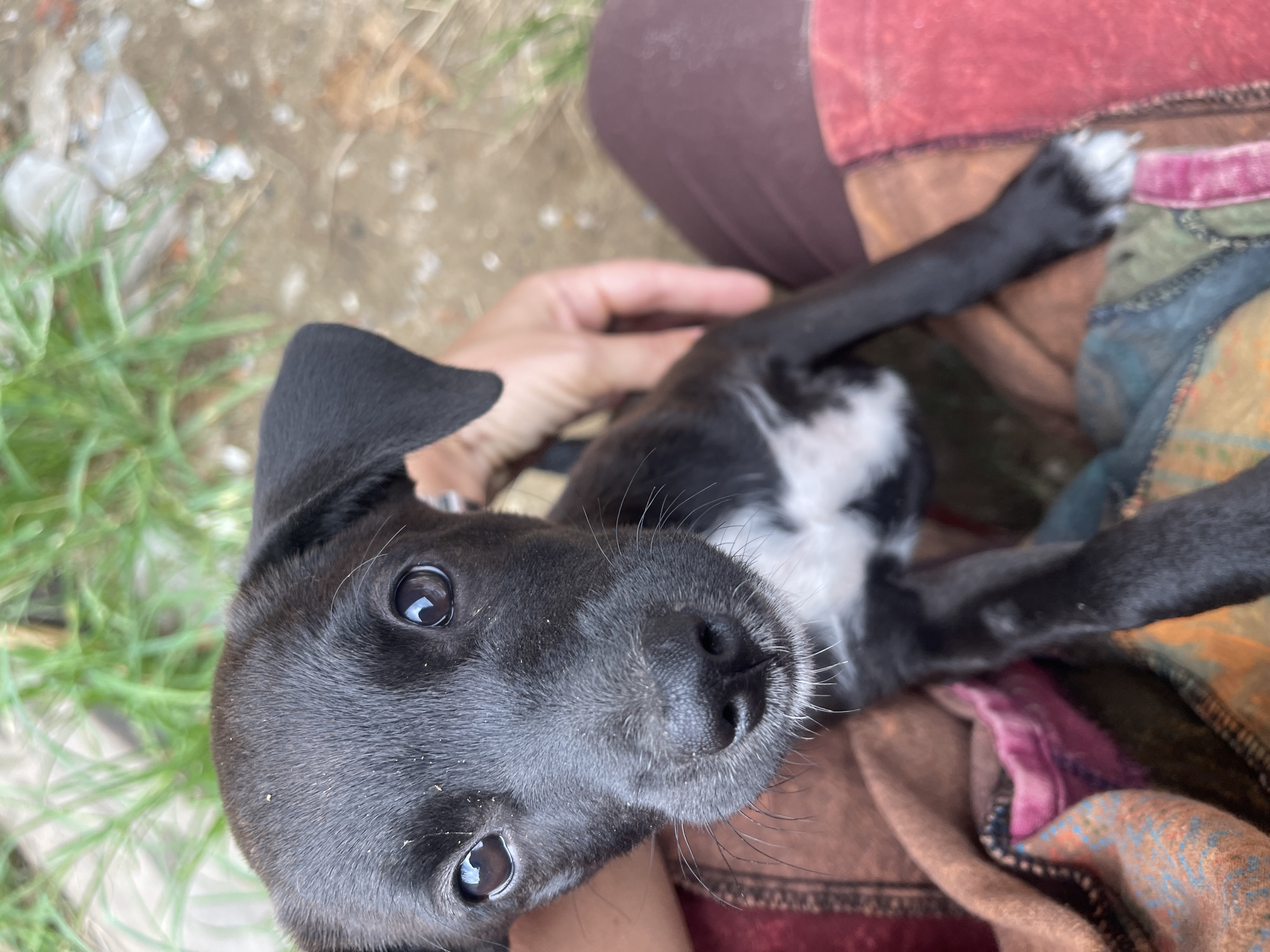 Puppies playing and being handled at a Đà Nẵng timber yard