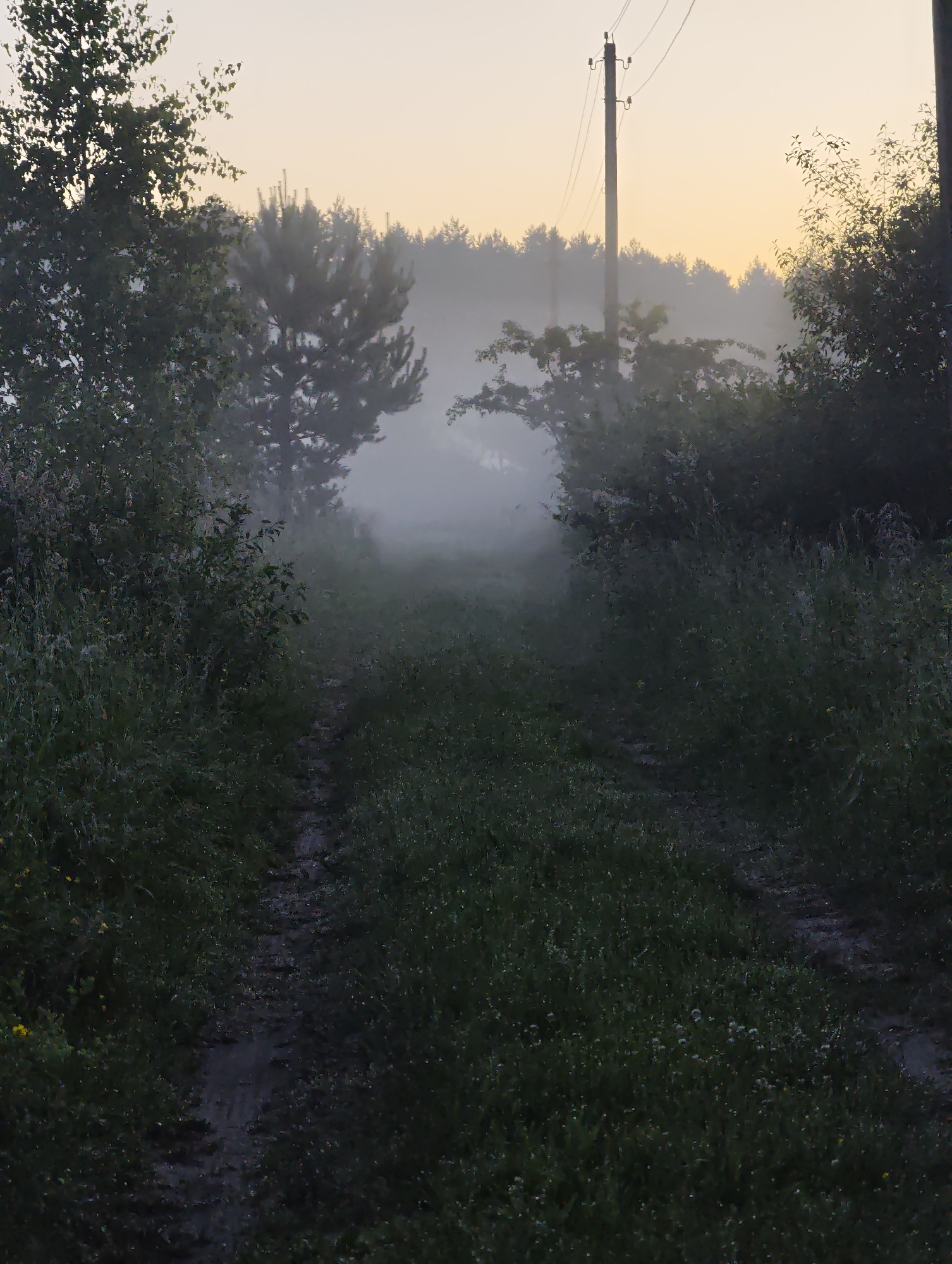 Misty dawn light over a rural dirt path in Belarus