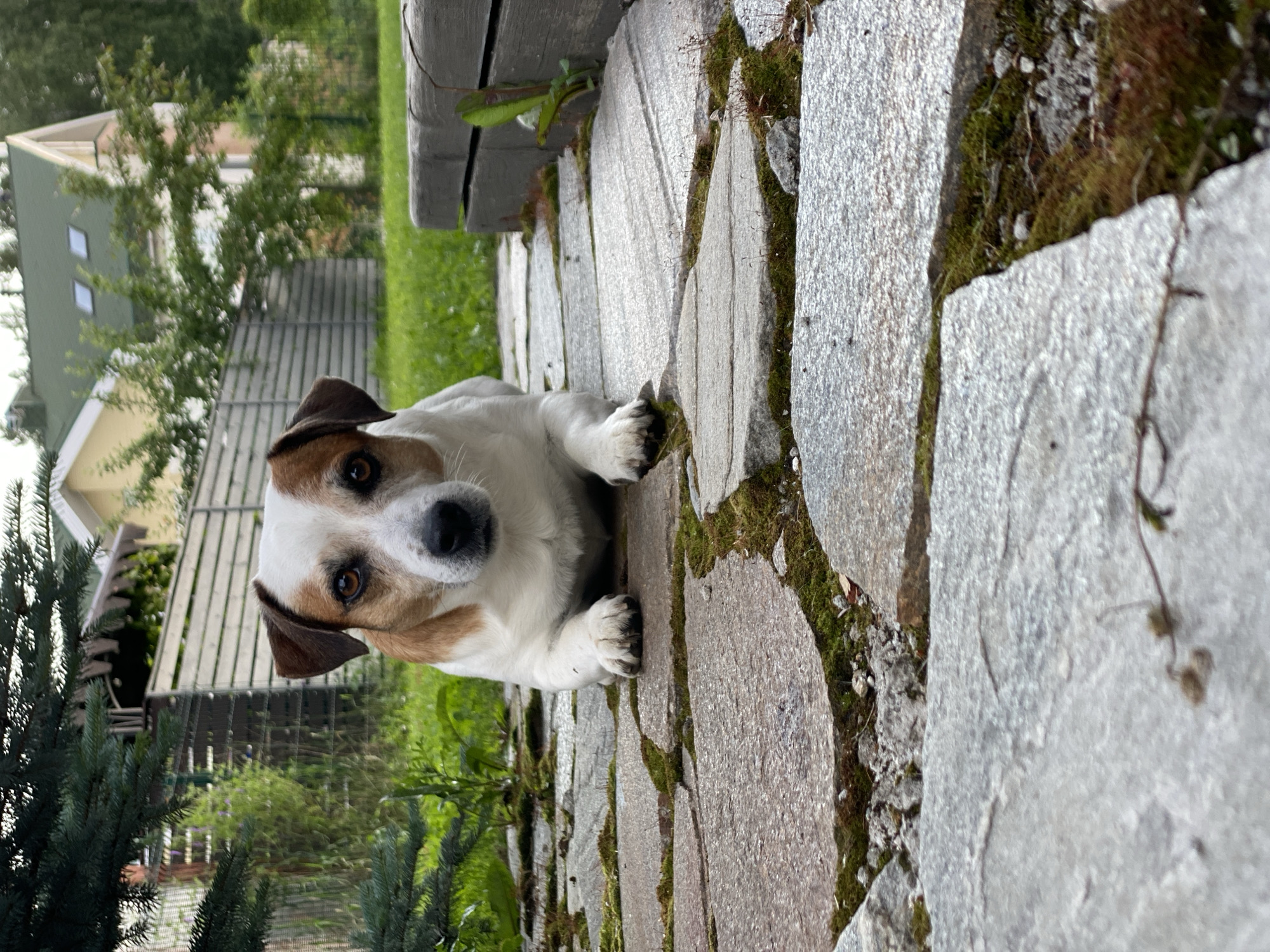 Backyard BBQ afternoon in Yekaterinburg with a Jack Russell in tow