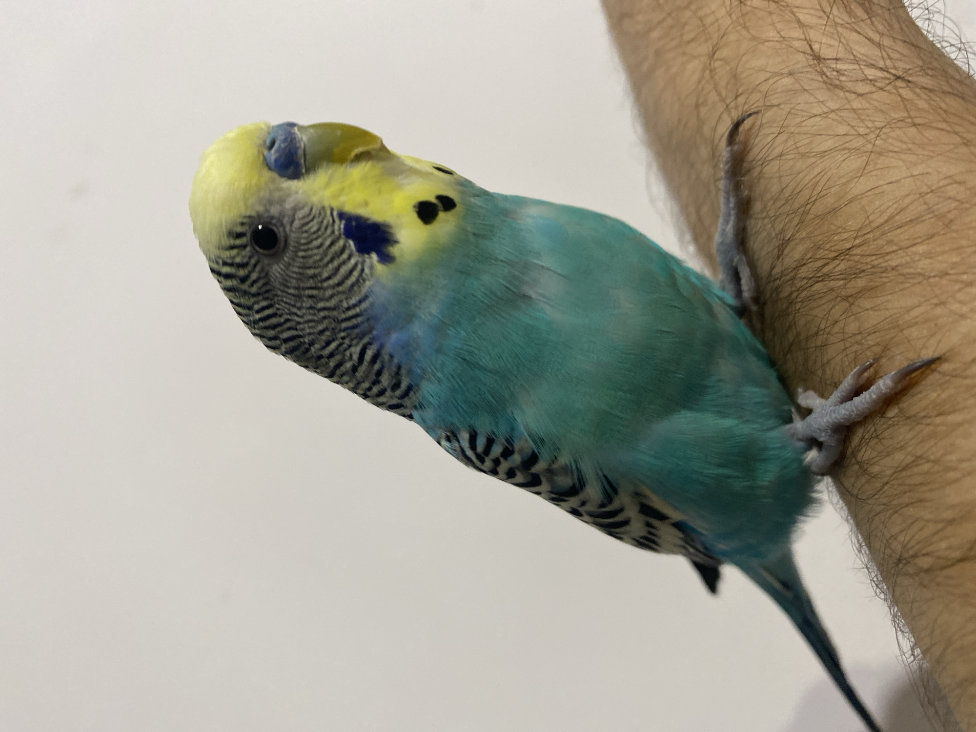 Indoor portraits and pet bird photographed over 30-minute span
