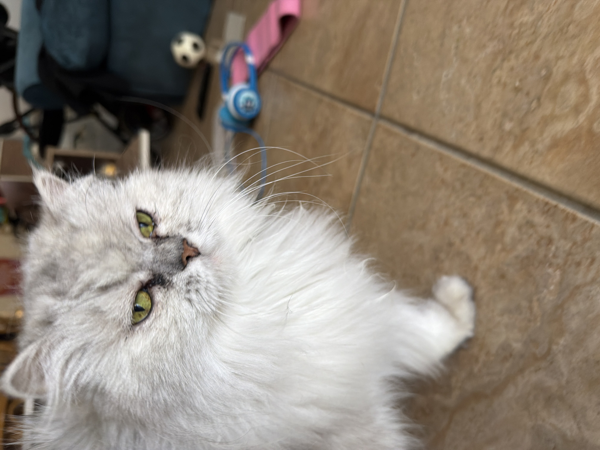 Lazy afternoon at a Sharm El Sheikh resort, cats and all